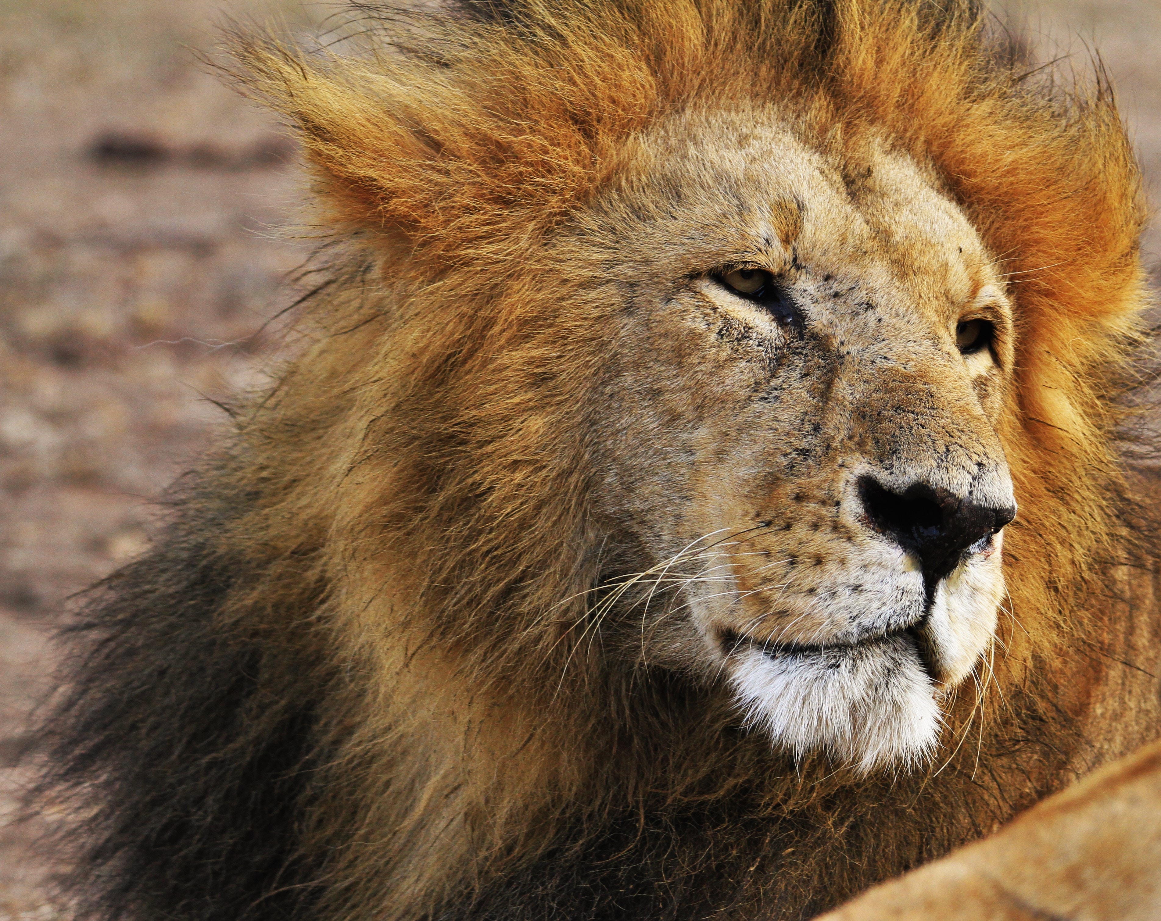 Close-up of a male lion's face with a mane HD Wallpaper