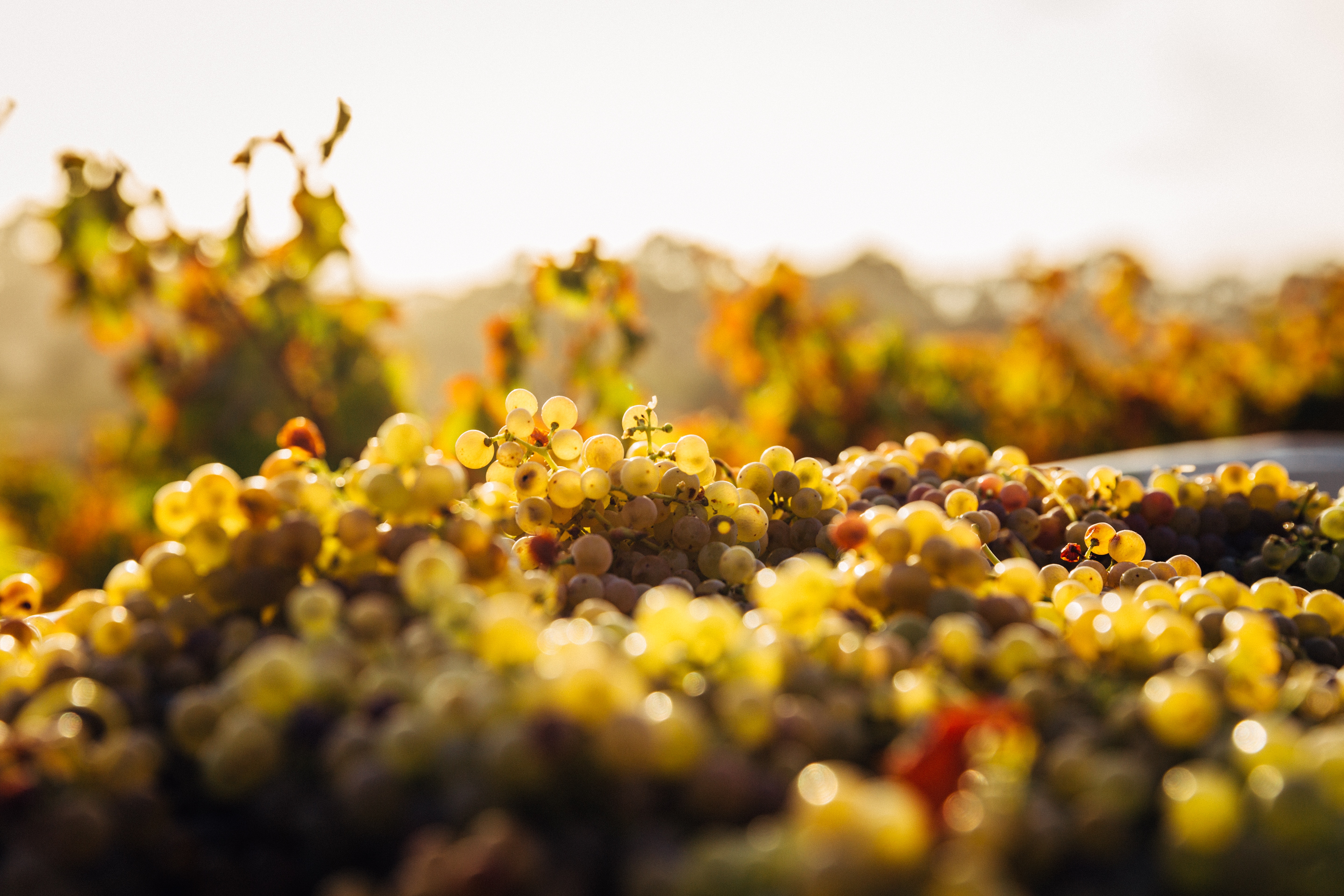 Close-up of ripe white grapes in a vineyard at sunset HD Wallpaper