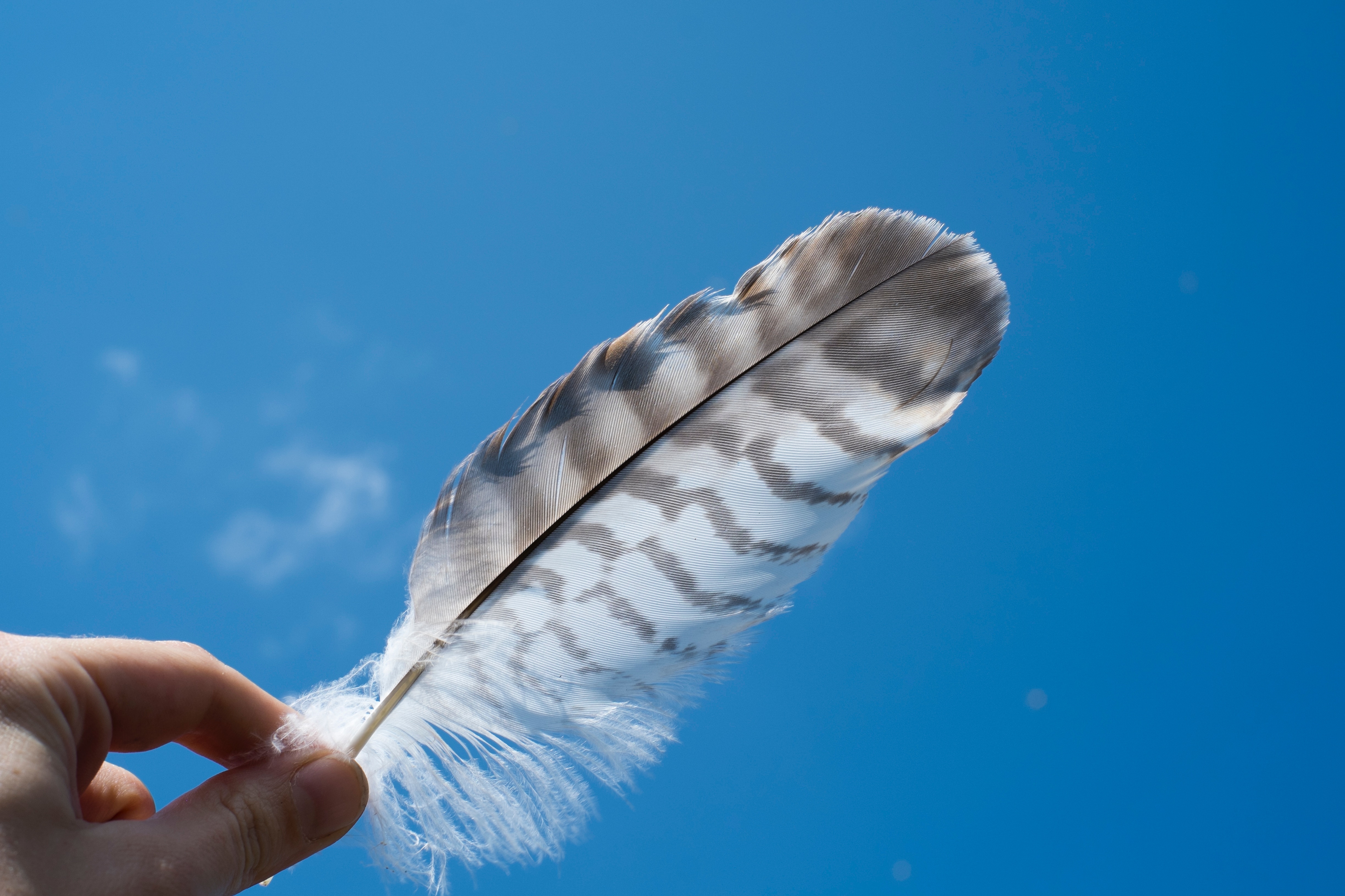 Hand holding a hawk feather against a blue sky HD Wallpaper