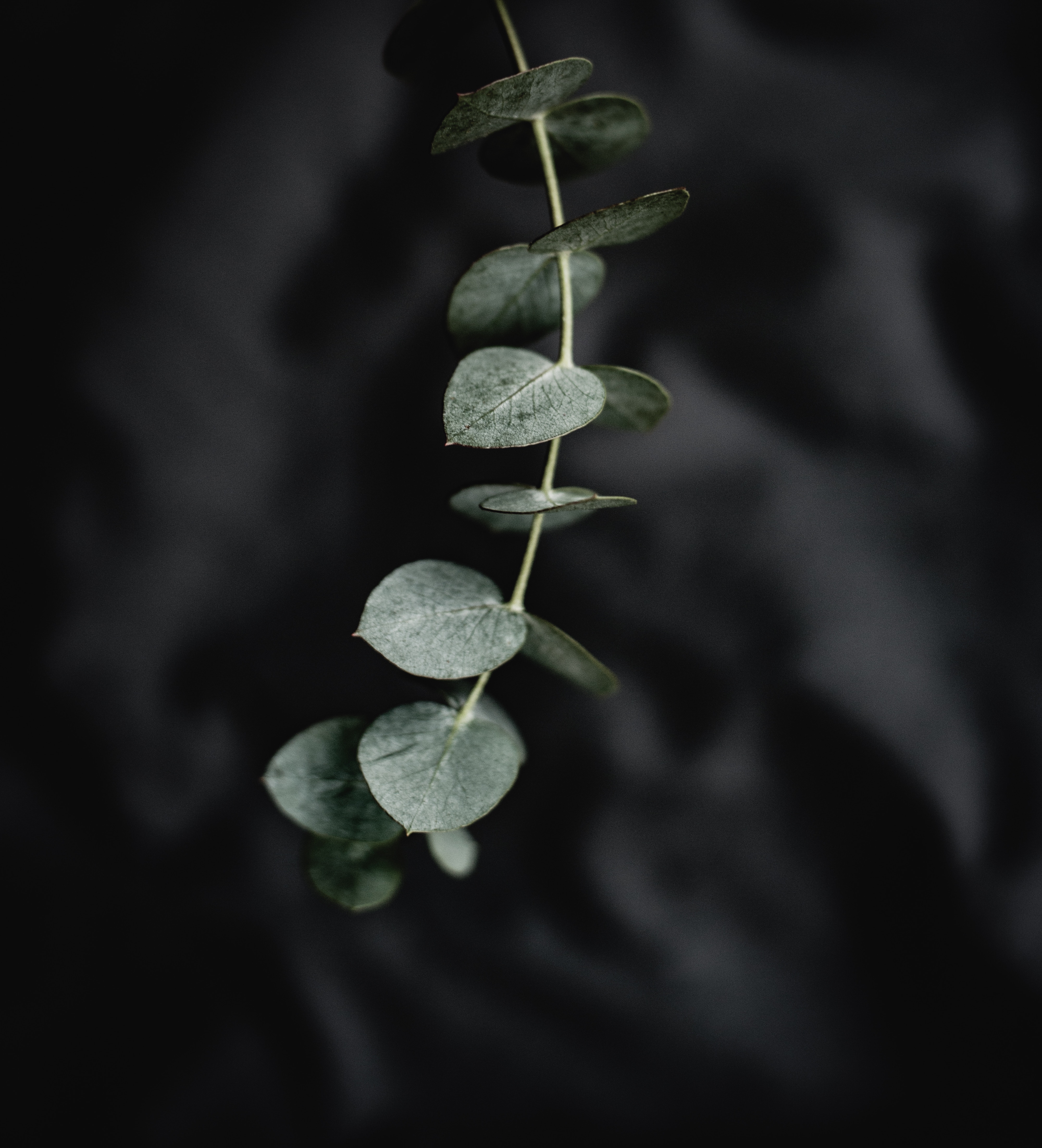 Eucalyptus branch with leaves on dark background HD Wallpaper
