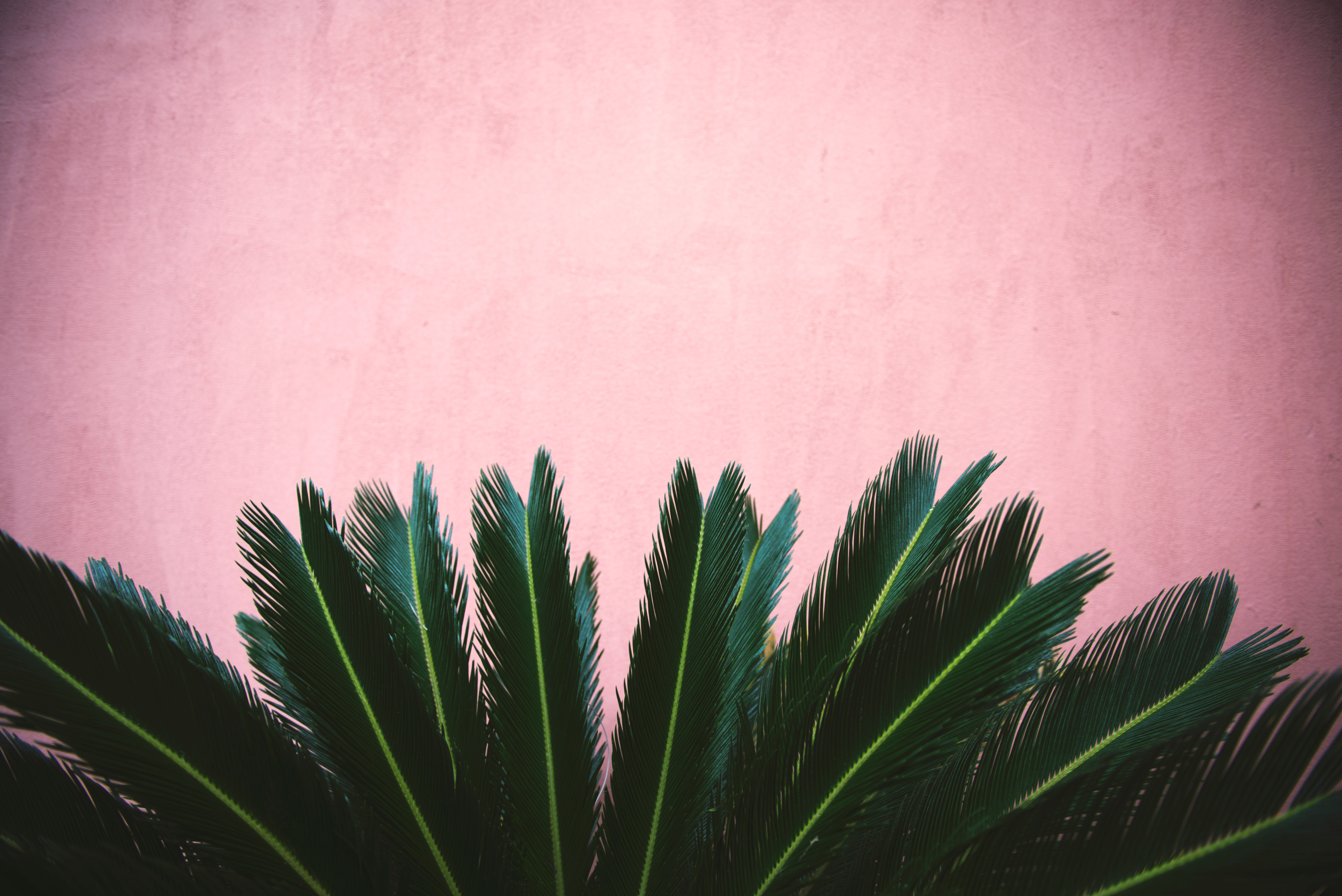 Green palm leaves against a pink wall HD Wallpaper
