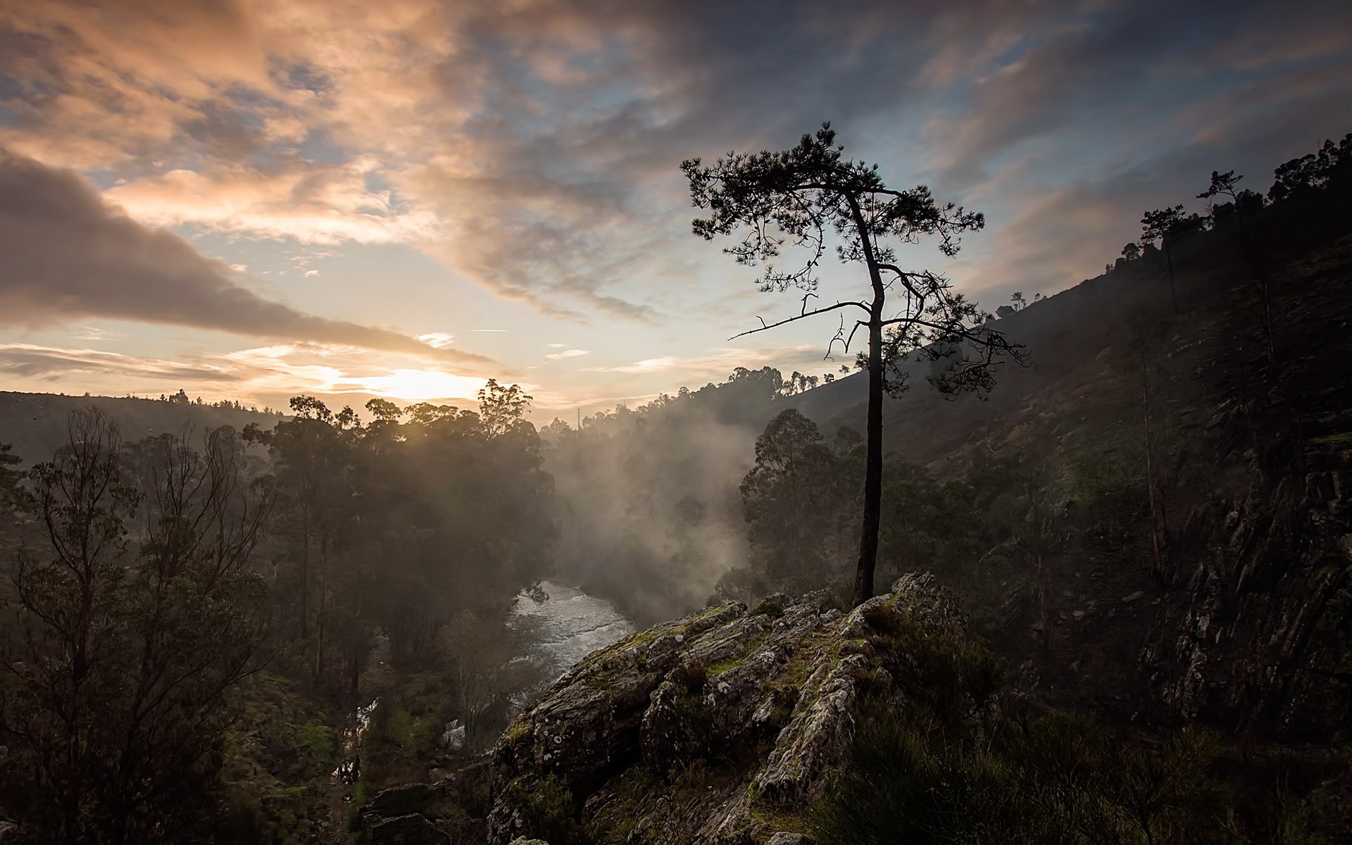 Misty forest landscape at sunrise HD Wallpaper
