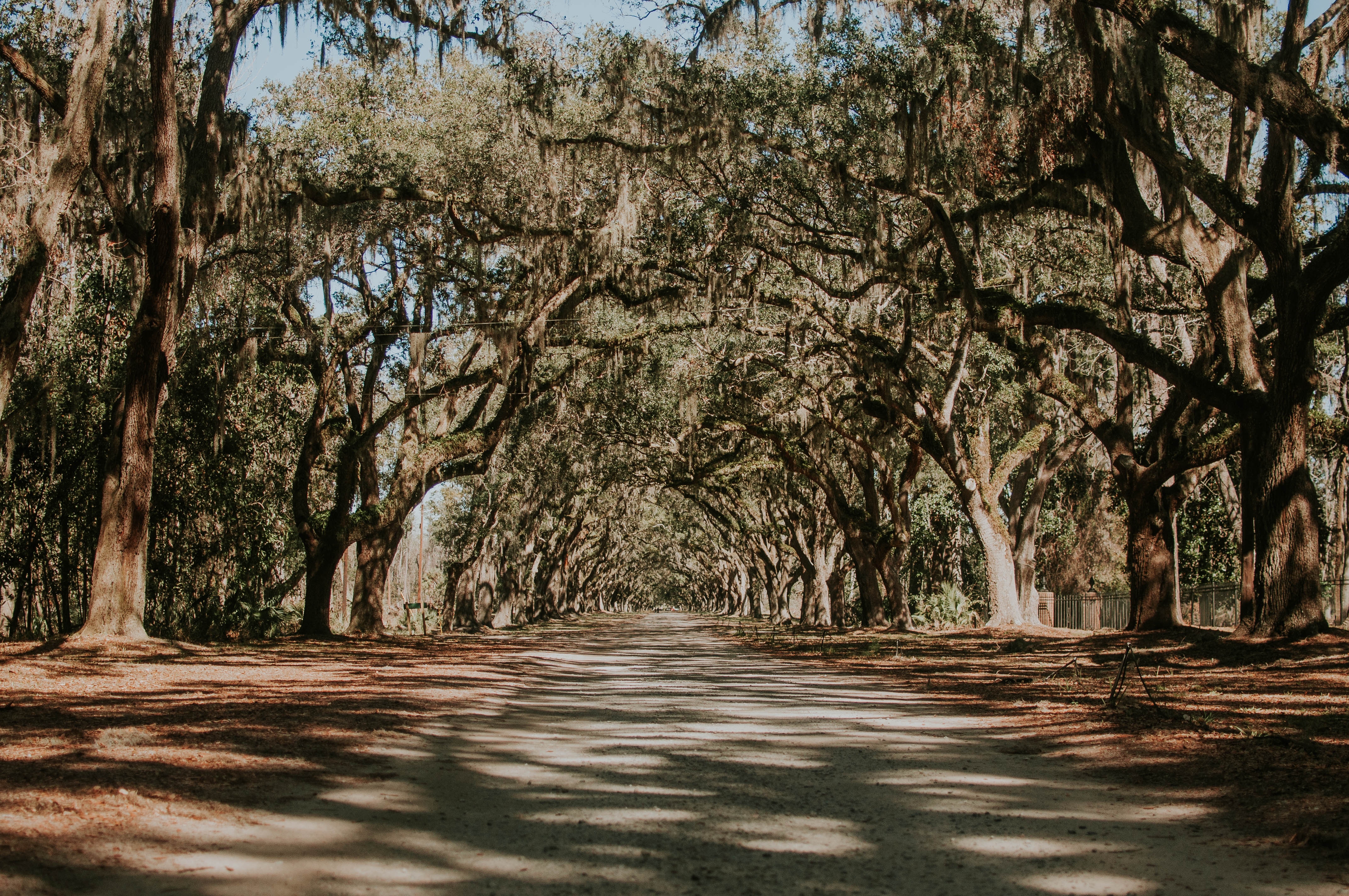 Wormsloe Historic Site Avenue of Oaks HD Wallpaper