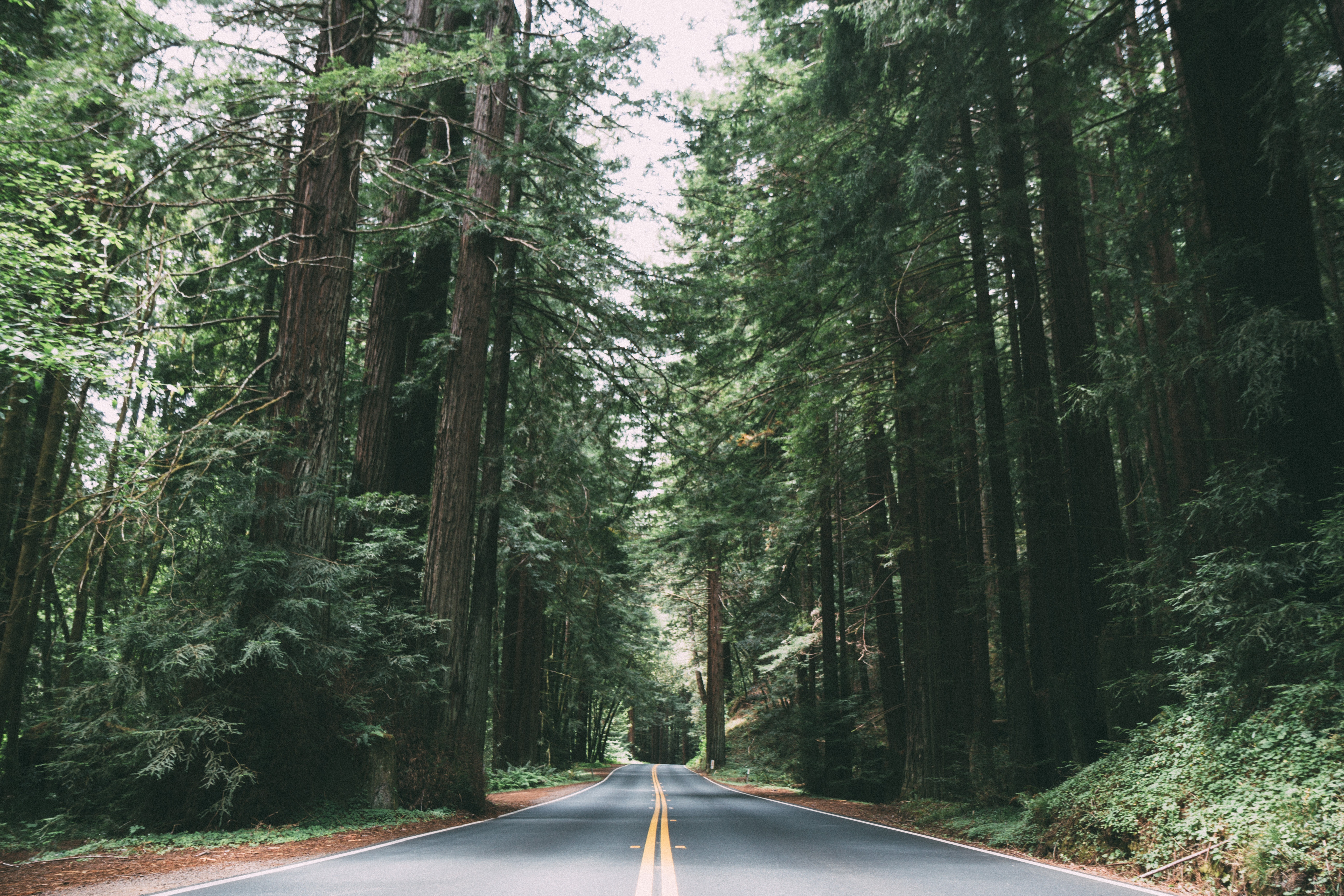 Road through a dense redwood forest HD Wallpaper