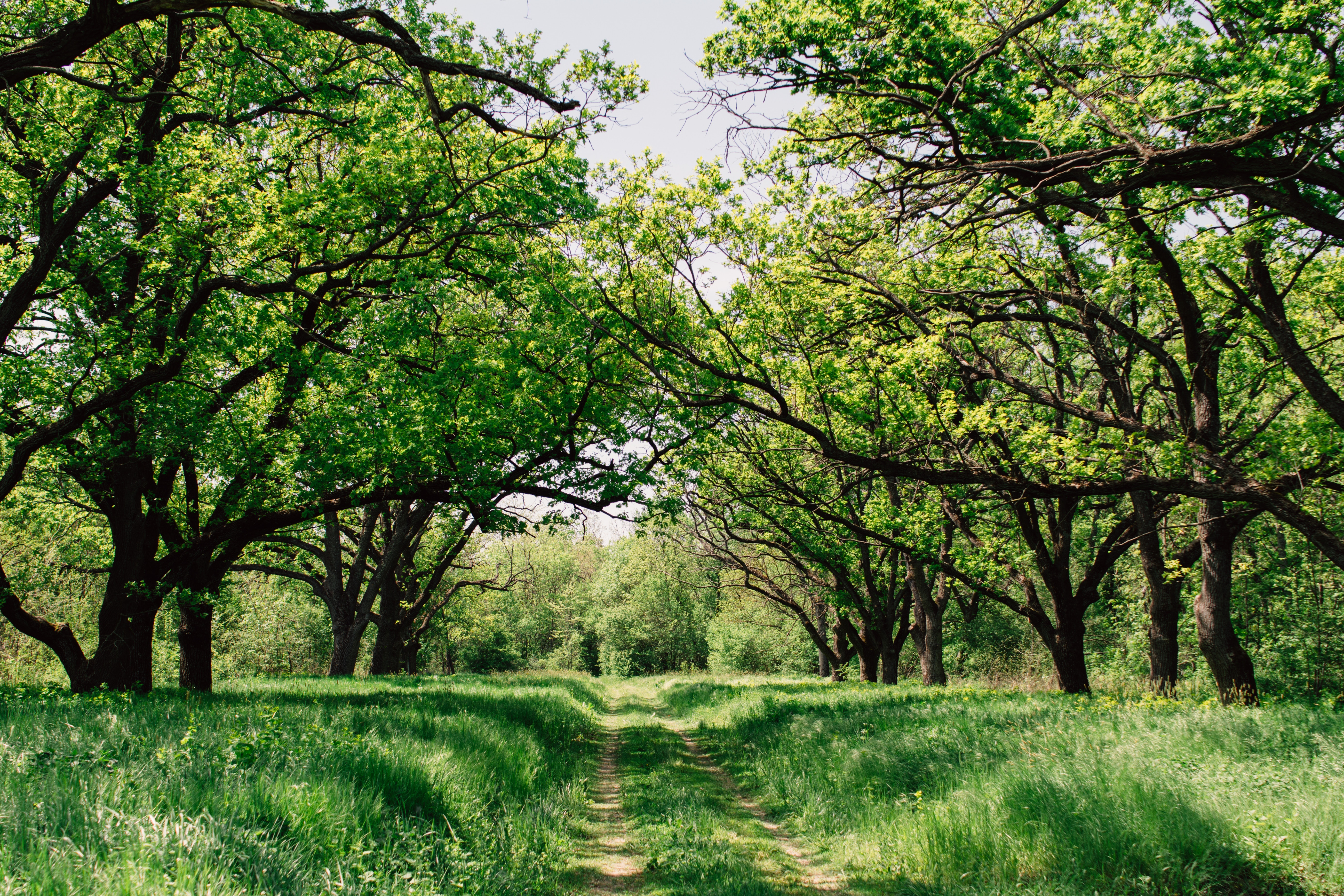A dirt path winds through a green forest with large trees. HD Wallpaper