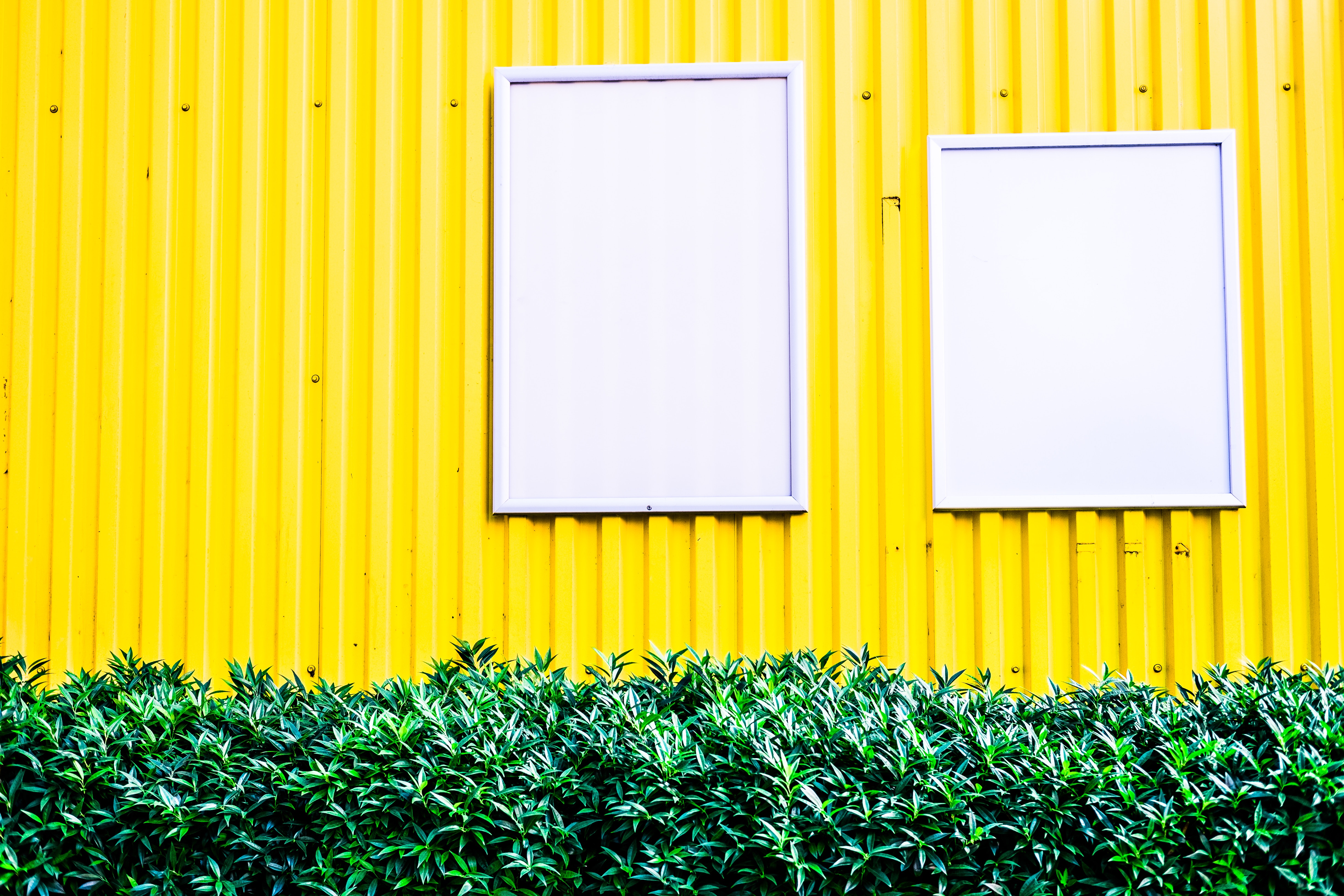 Yellow corrugated wall with two blank white frames and green hedge HD Wallpaper