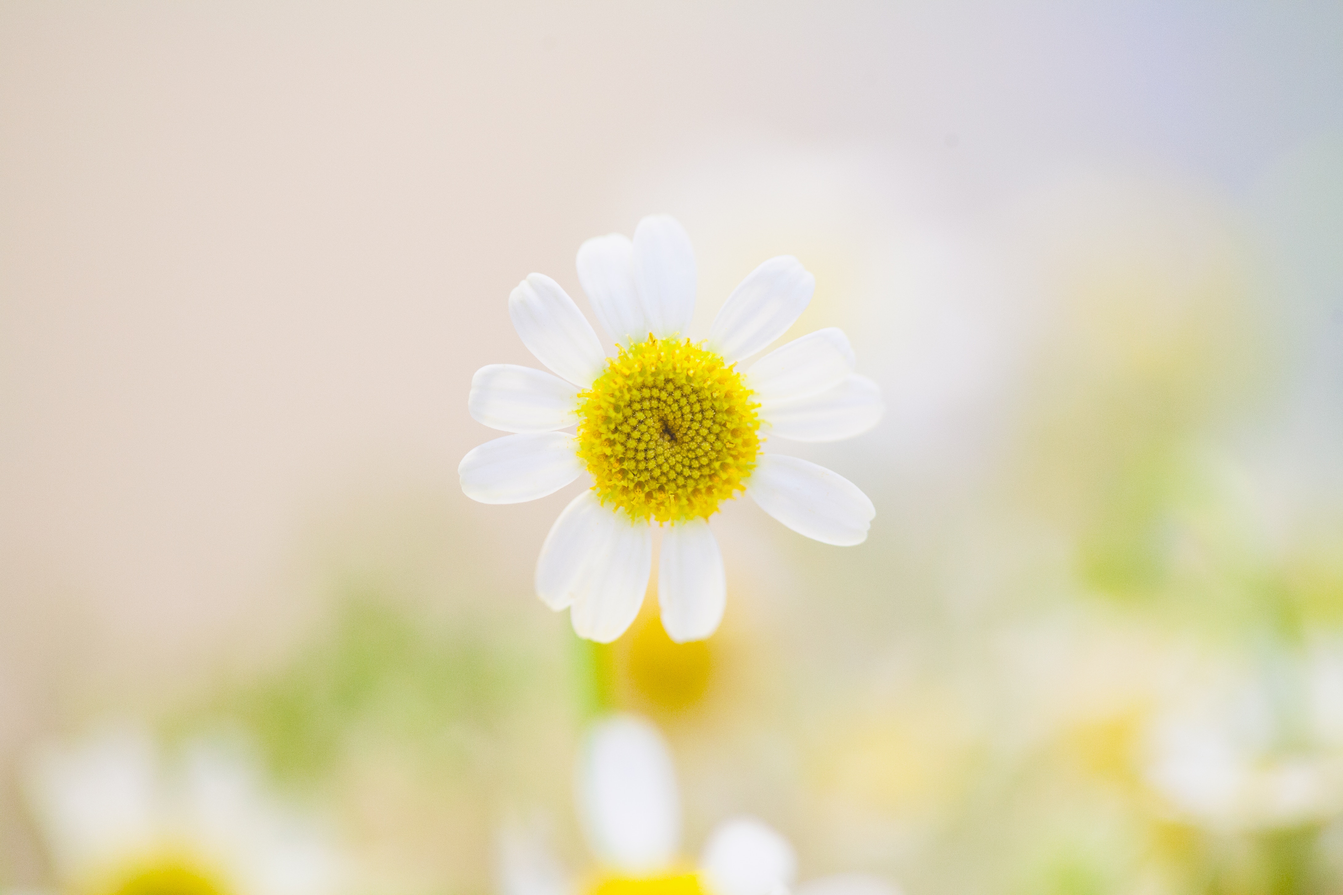 Close-up of a white daisy with a yellow center HD Wallpaper