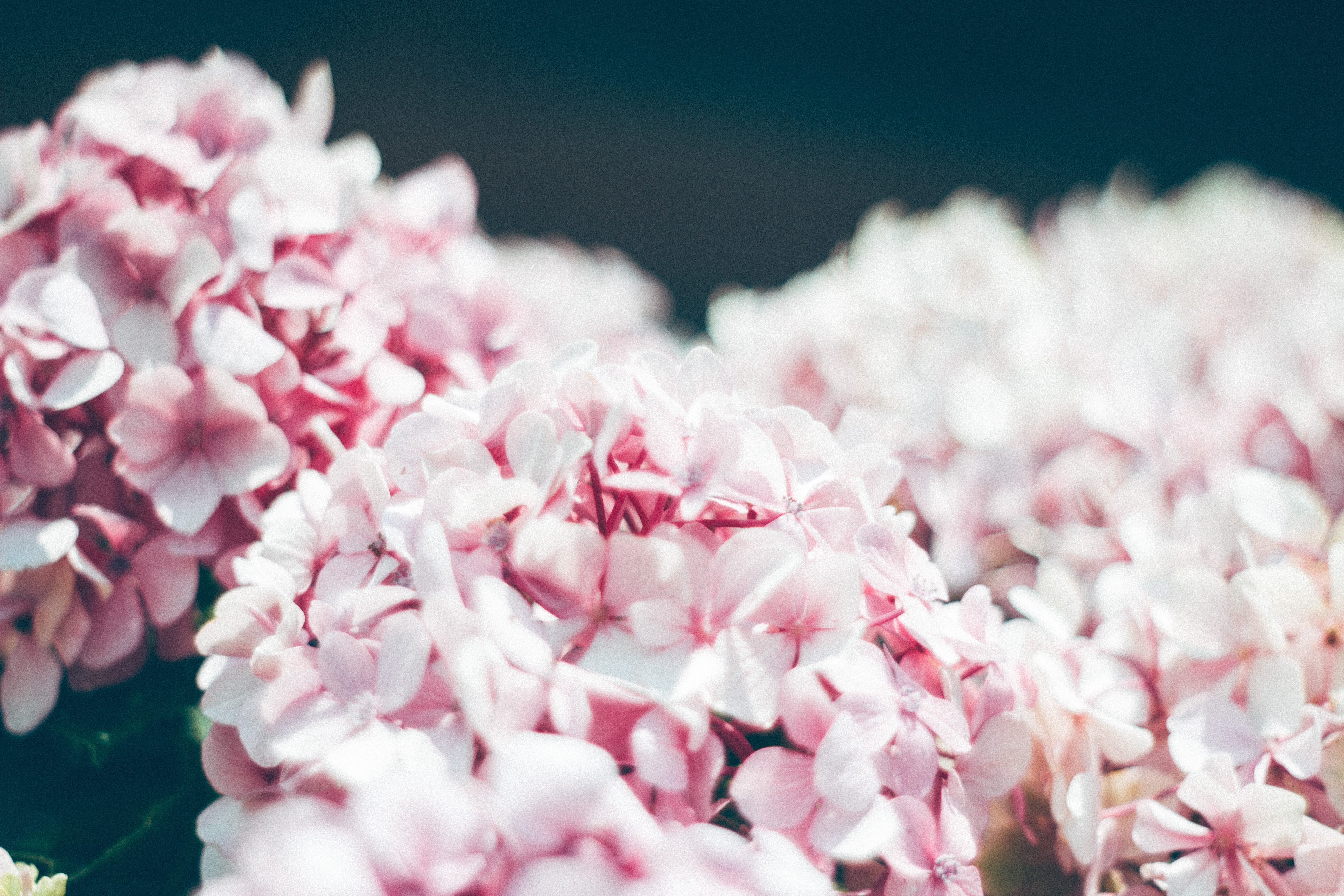Close-up of Pink Hydrangea Blossoms HD Wallpaper