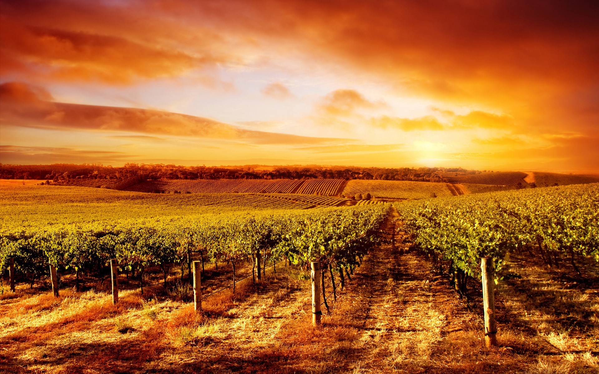 Vineyard at sunset HD Wallpaper
