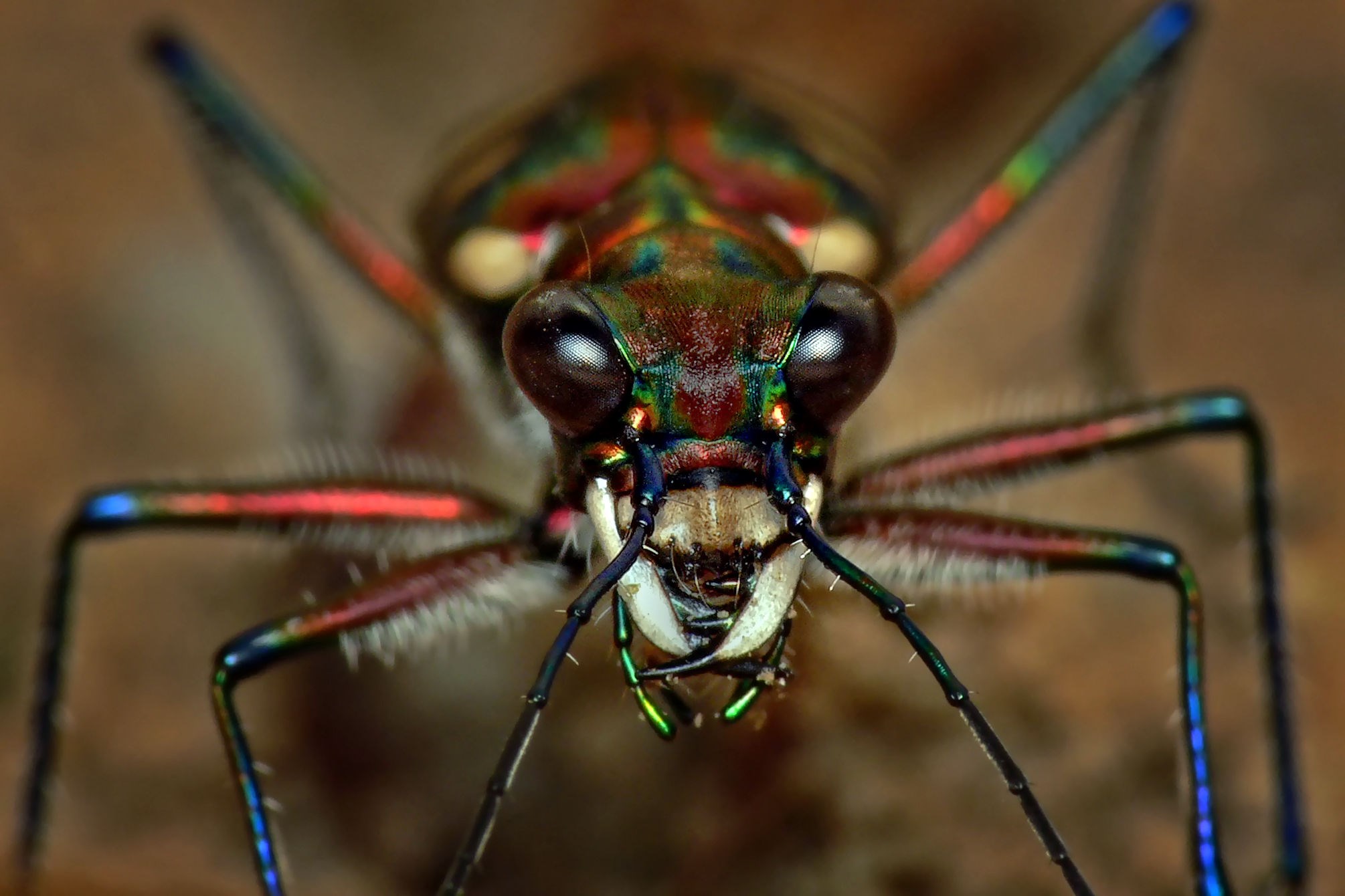 Close-up of a colorful tiger beetle HD Wallpaper