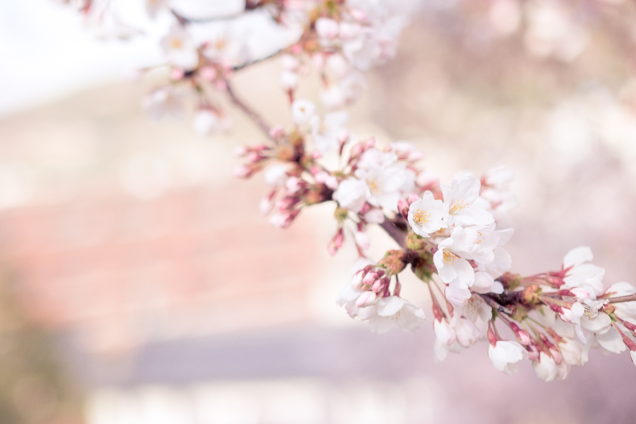 Close up of cherry blossoms on a branch HD Wallpaper