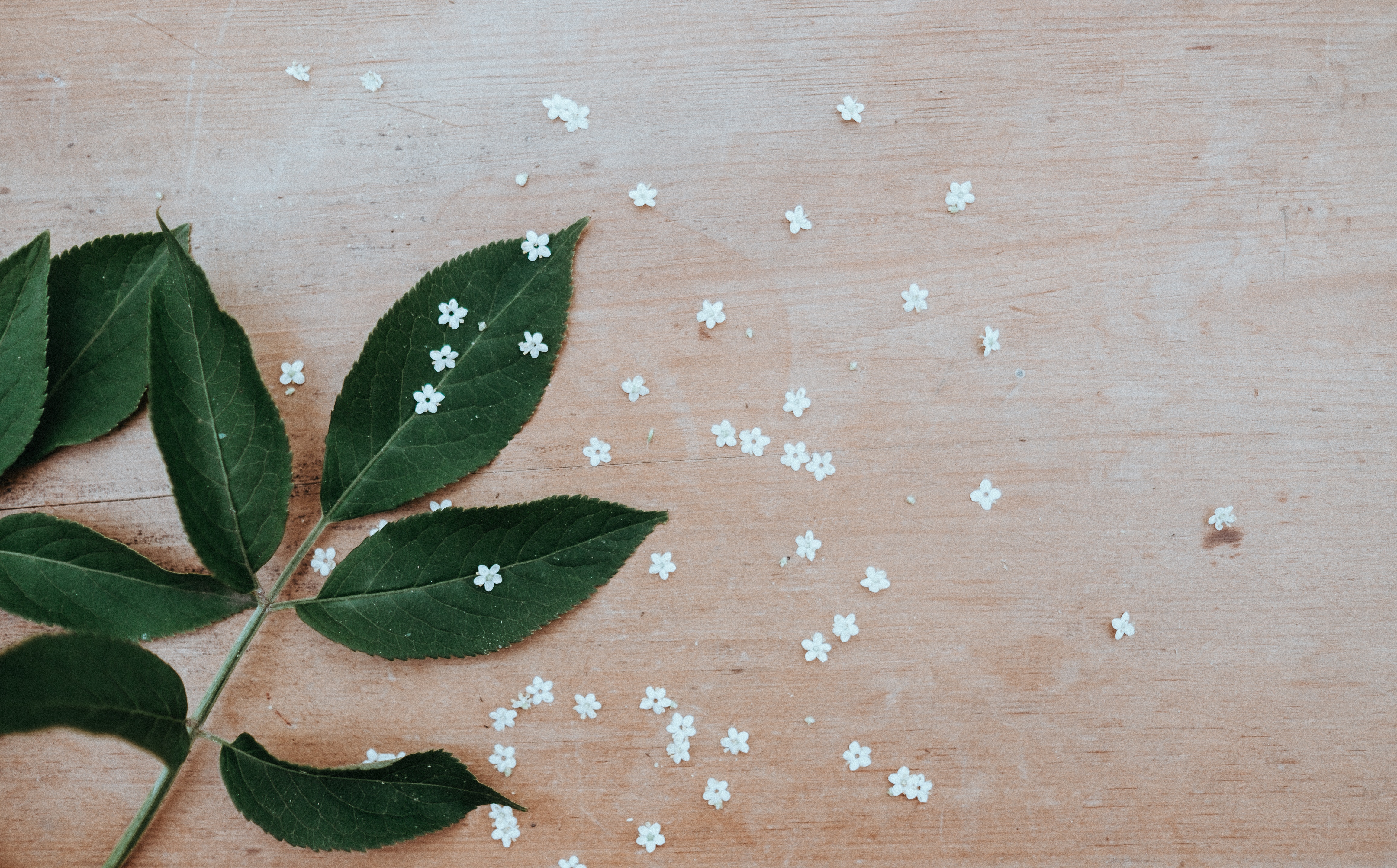 Green leaves and white flowers on a wooden table HD Wallpaper