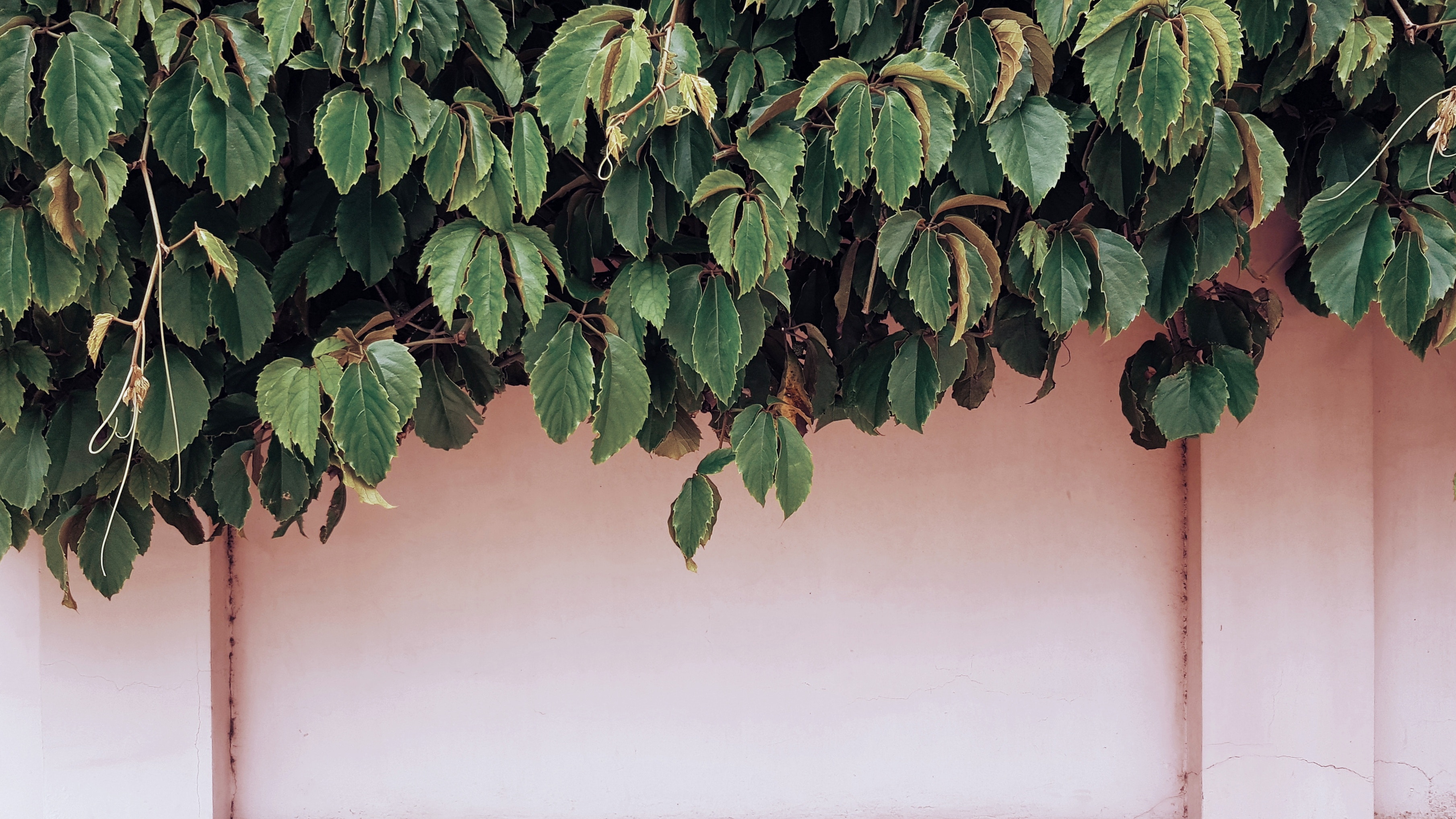 Green foliage hanging over a pink wall HD Wallpaper