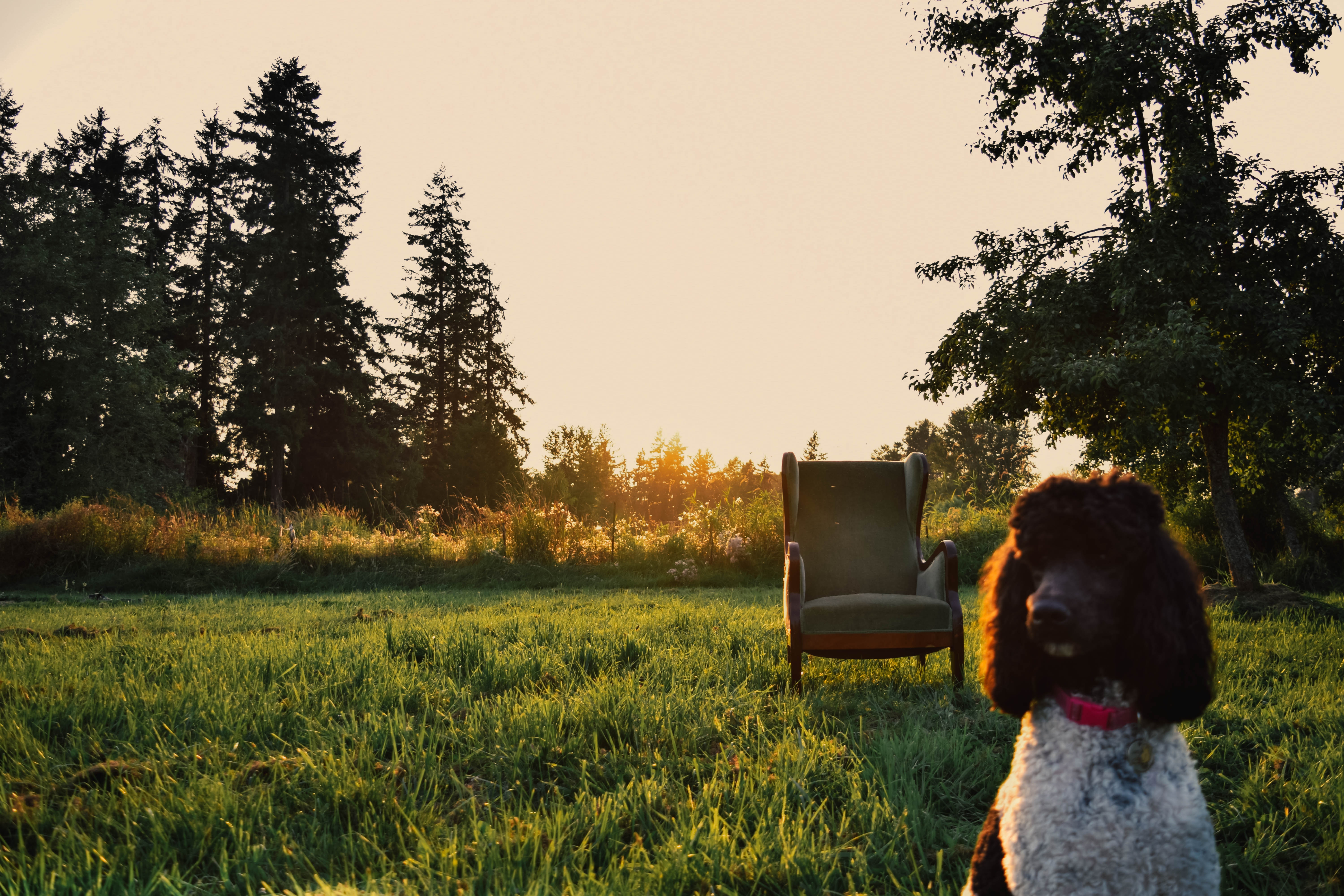 Dog and armchair in a grassy field at sunset HD Wallpaper