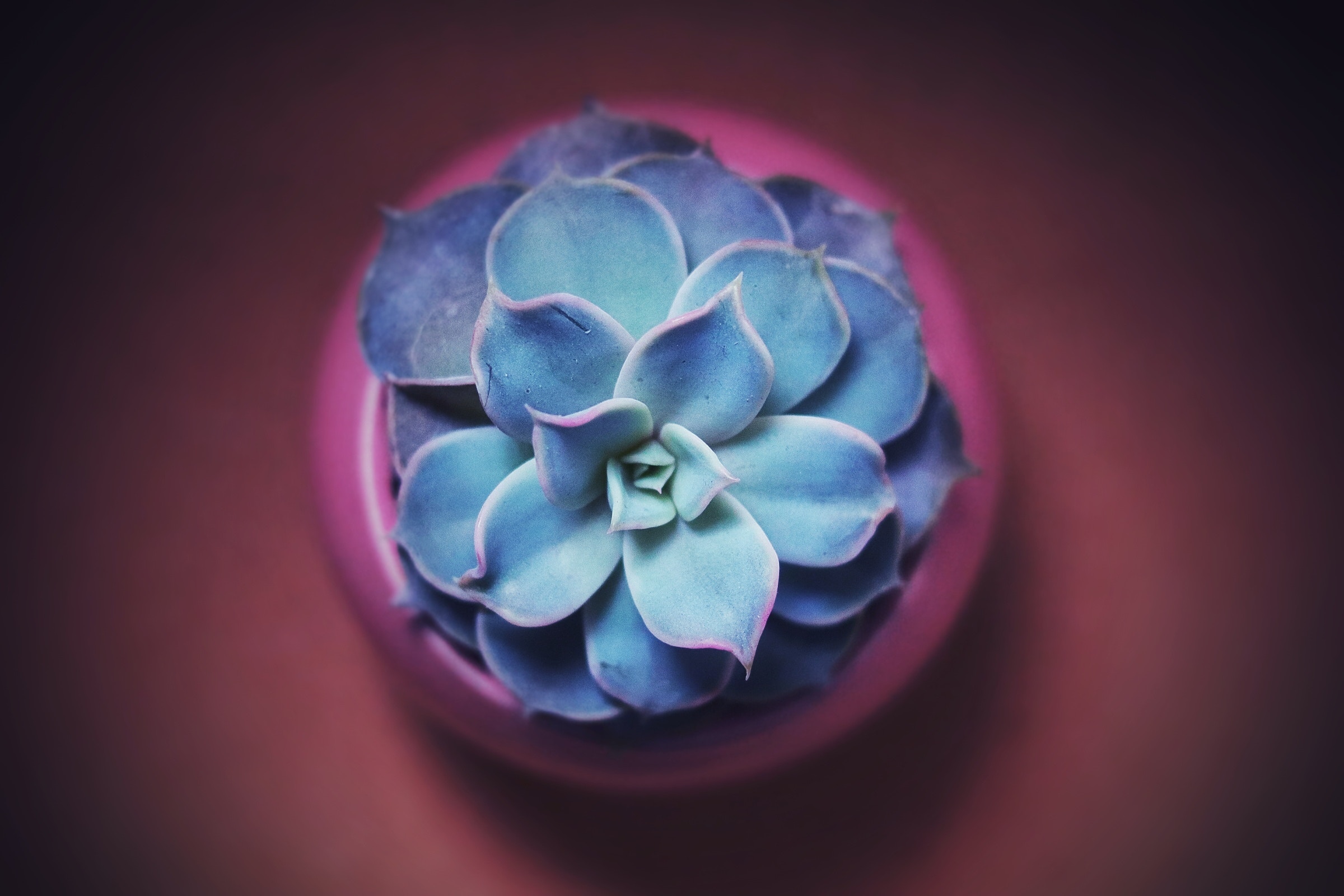 Blue succulent plant in a pink pot HD Wallpaper