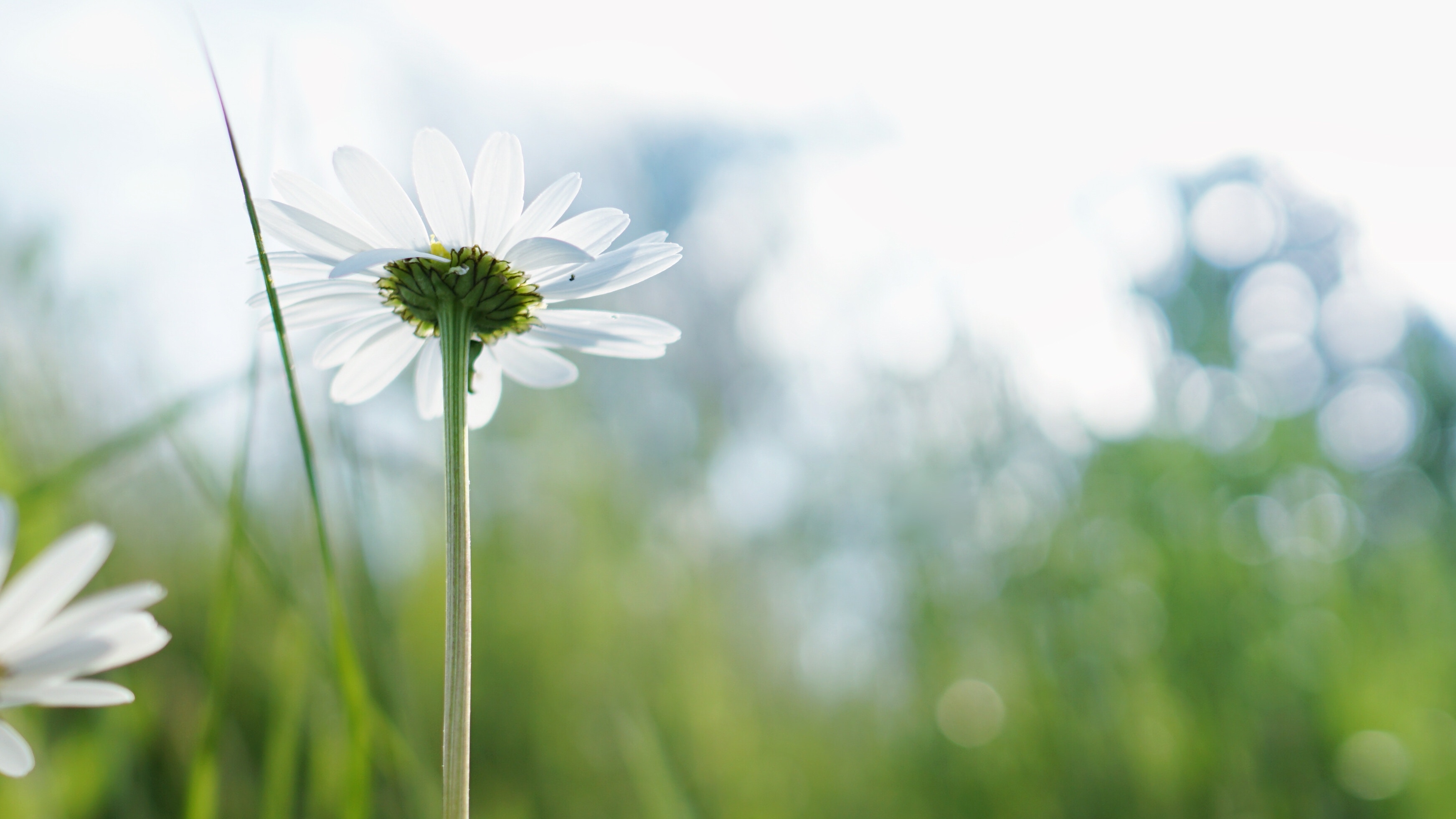 Close-up of a white daisy in a green field HD Wallpaper