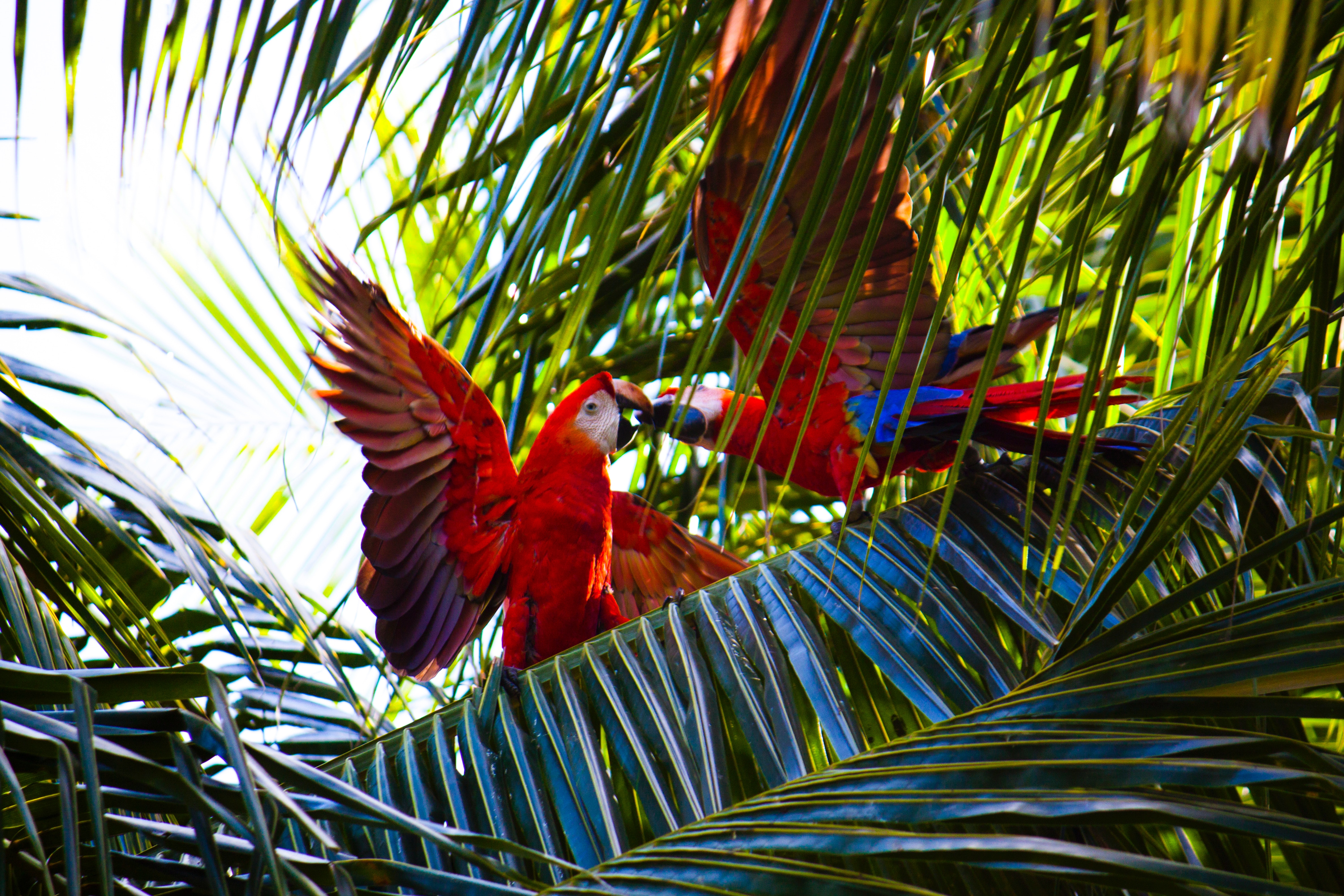Two Vibrant Red Parrots Among Lush Green Palms HD Wallpaper