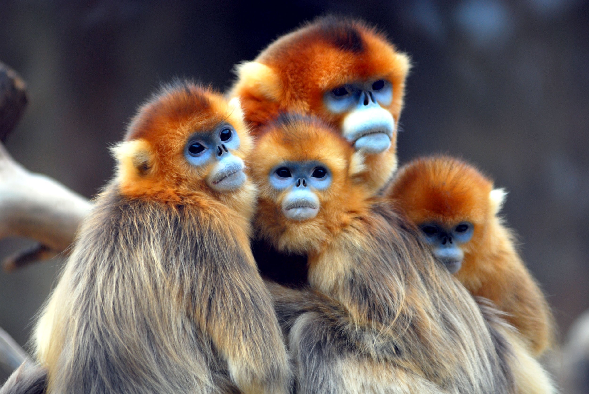 Golden snub-nosed monkeys huddled together HD Wallpaper