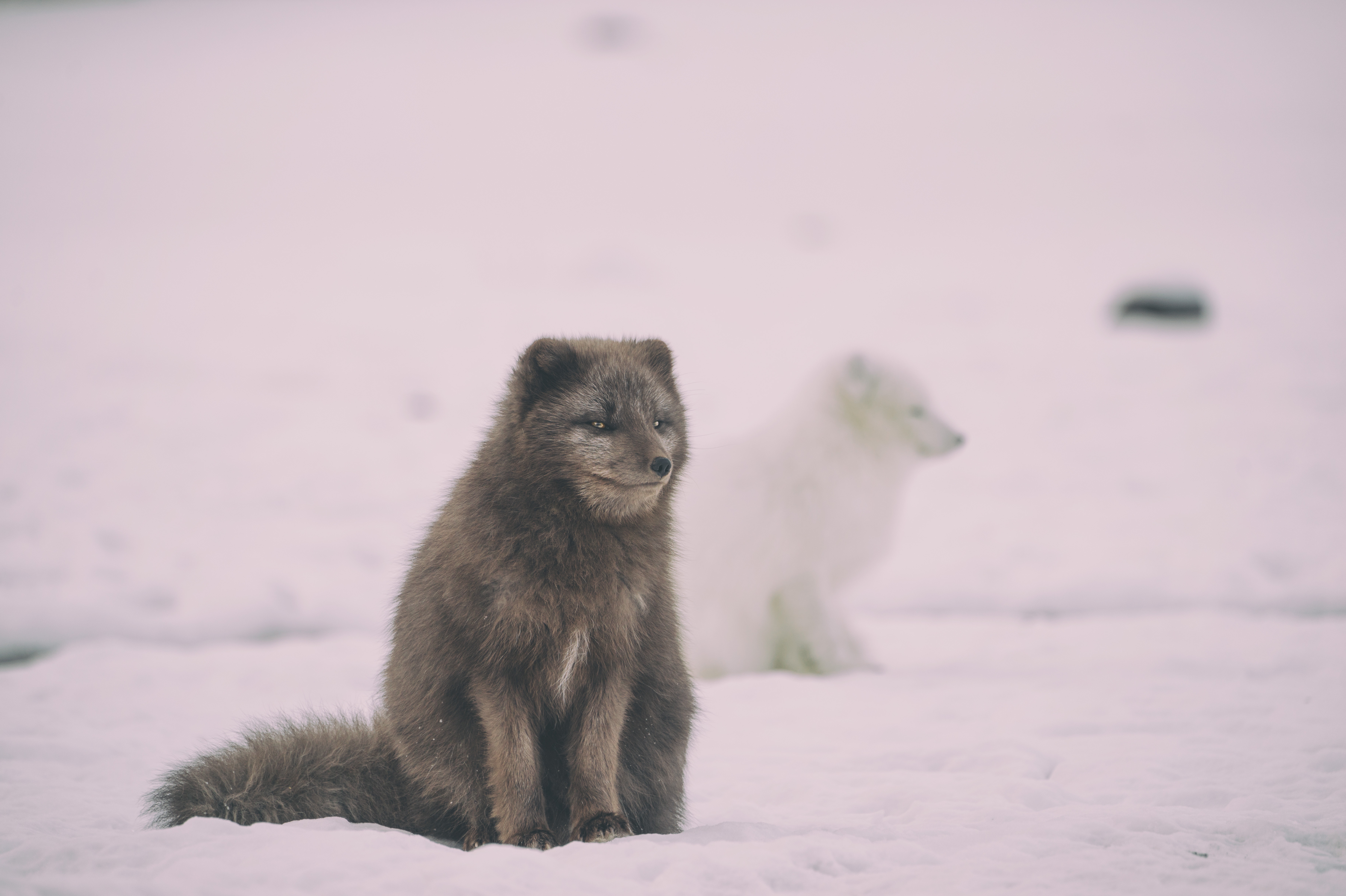 Arctic and Brown Foxes Sitting on Snow in Winter HD Wallpaper