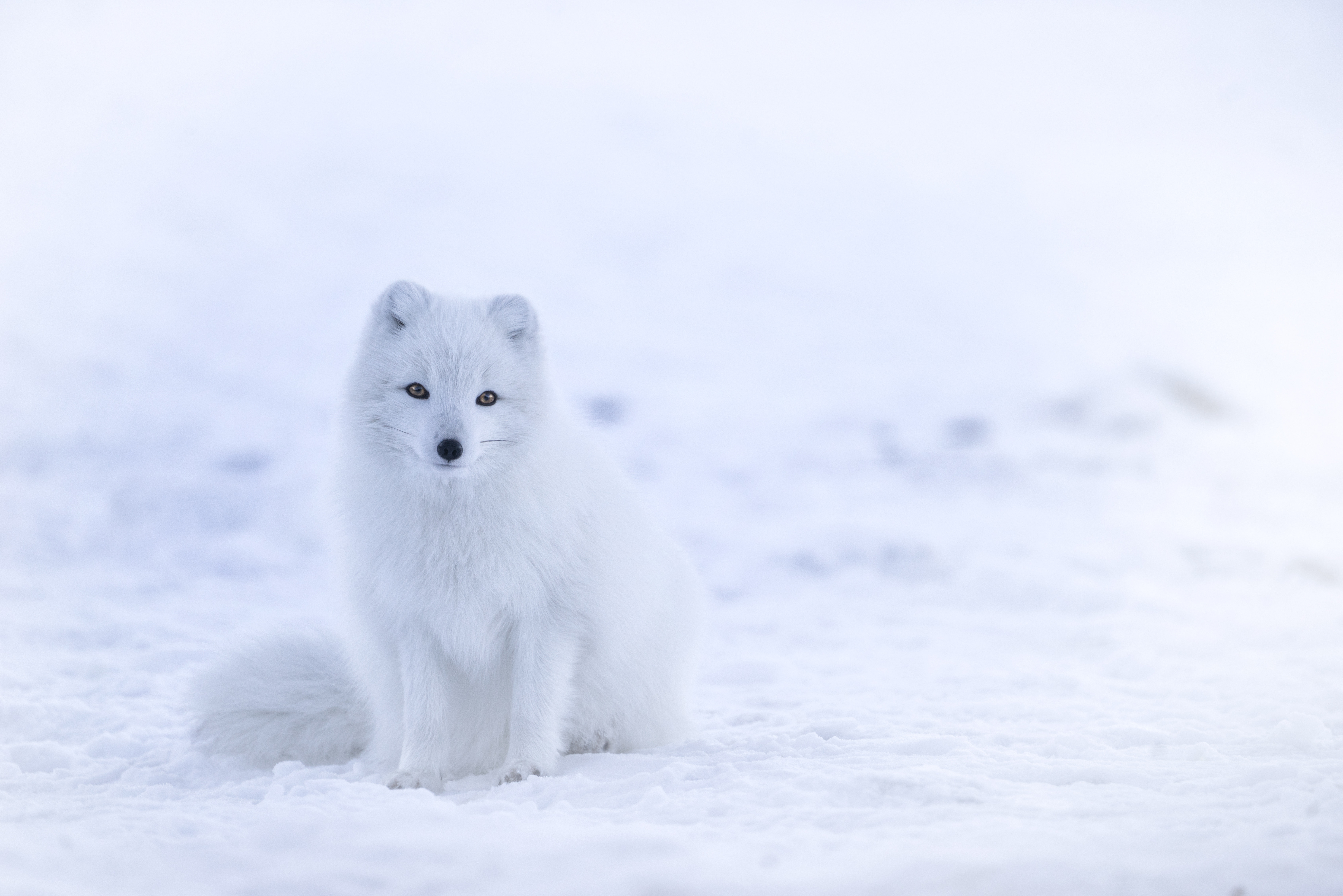 Majestic Arctic Fox Sitting in Snowy Landscape HD Wallpaper