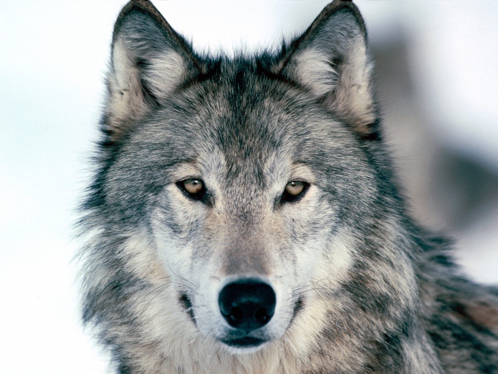 Close-Up Portrait of a Majestic Gray Wolf HD Wallpaper