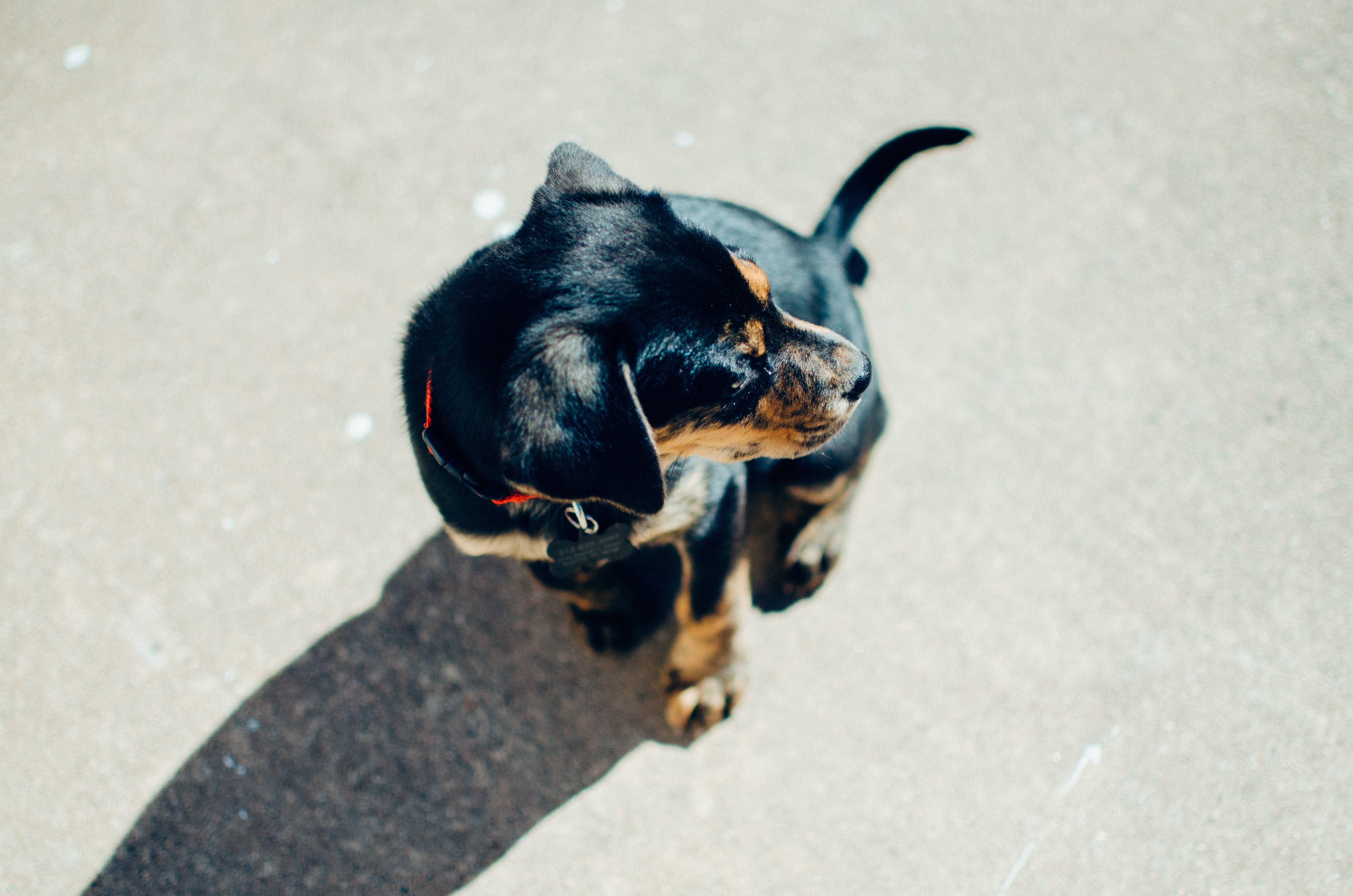 Black and tan puppy casting a shadow HD Wallpaper