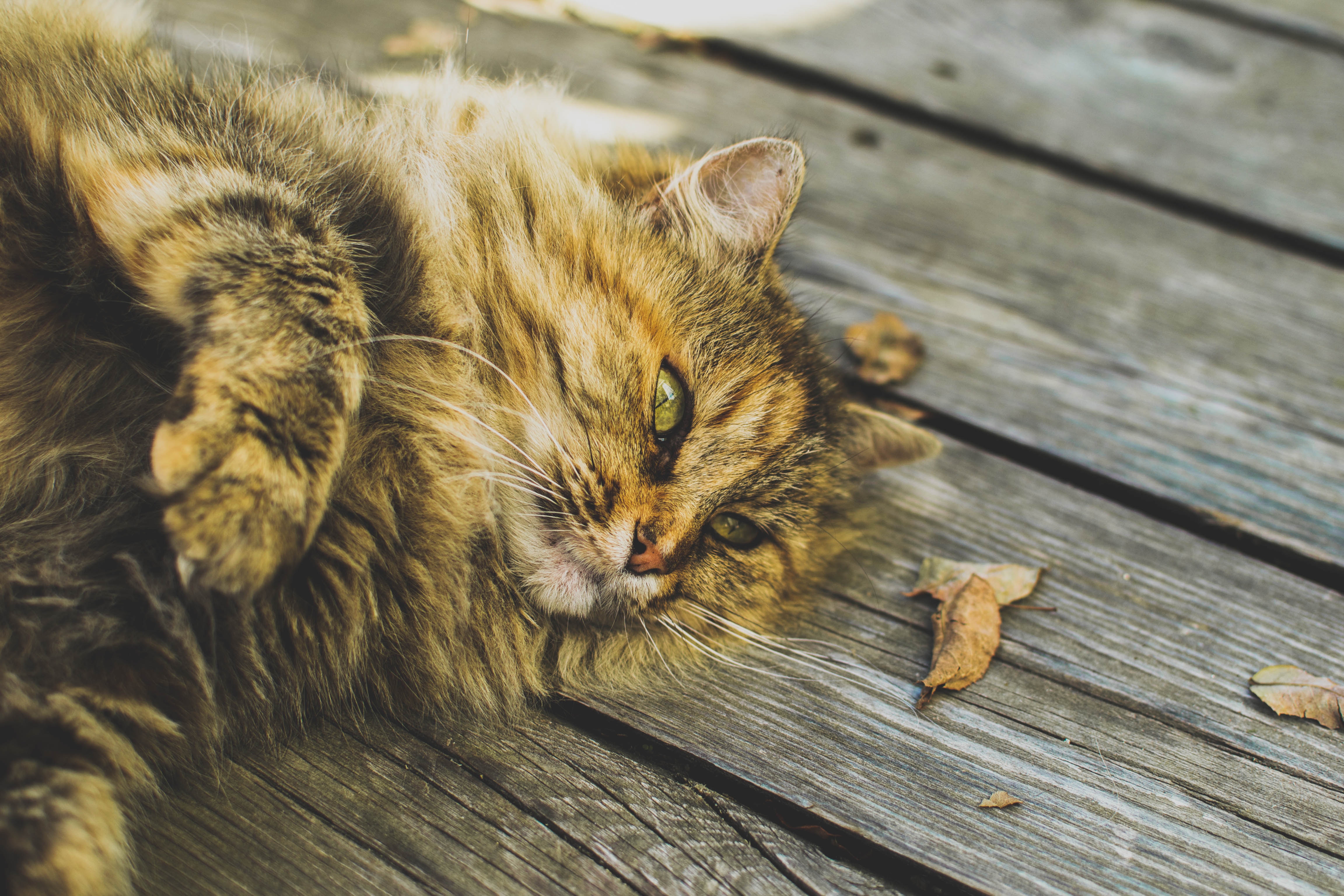 Relaxed Tabby Cat on Wooden Deck in Autumn Sunlight HD Wallpaper