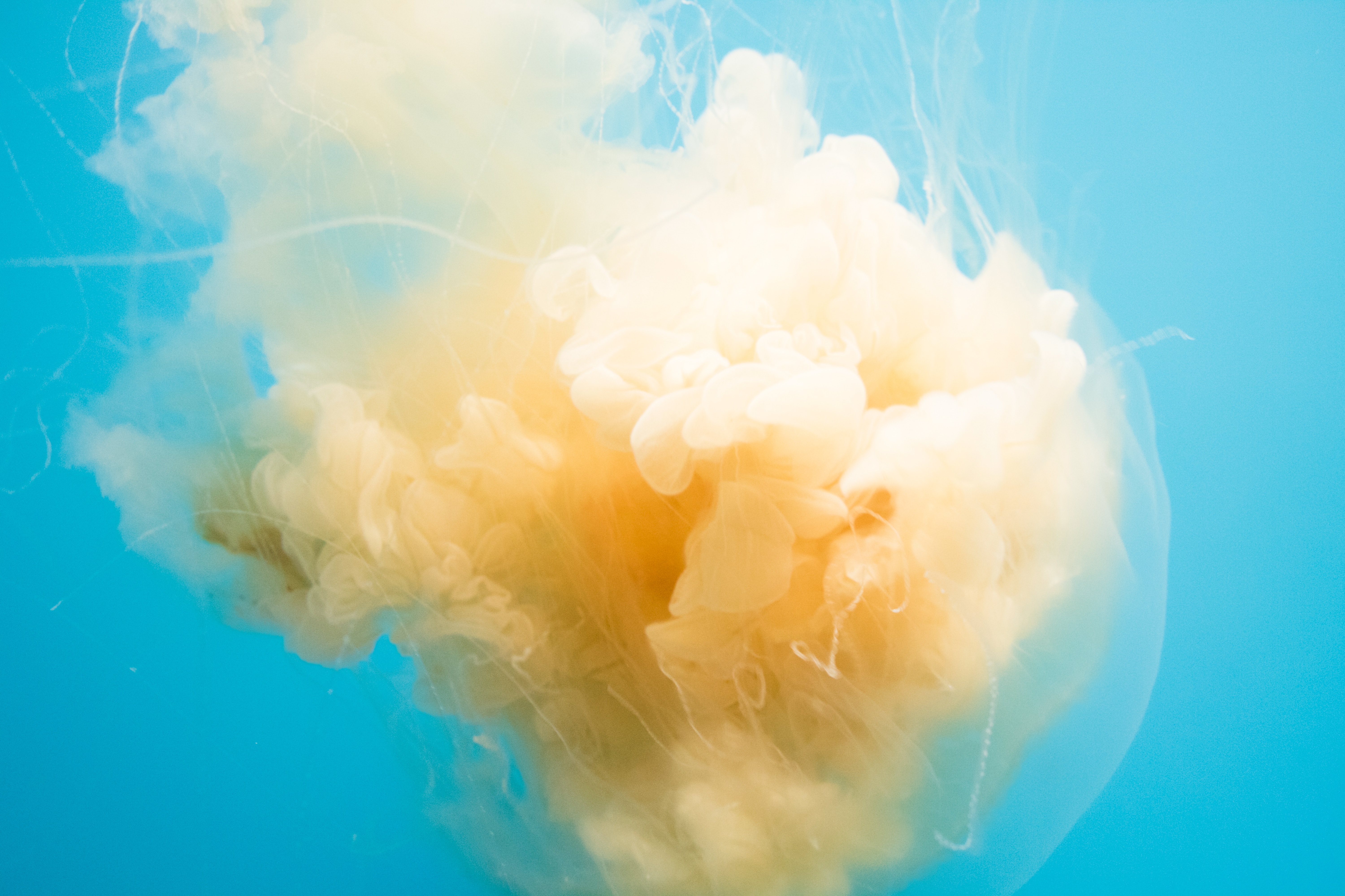 Jellyfish with orange and white tentacles in blue water HD Wallpaper