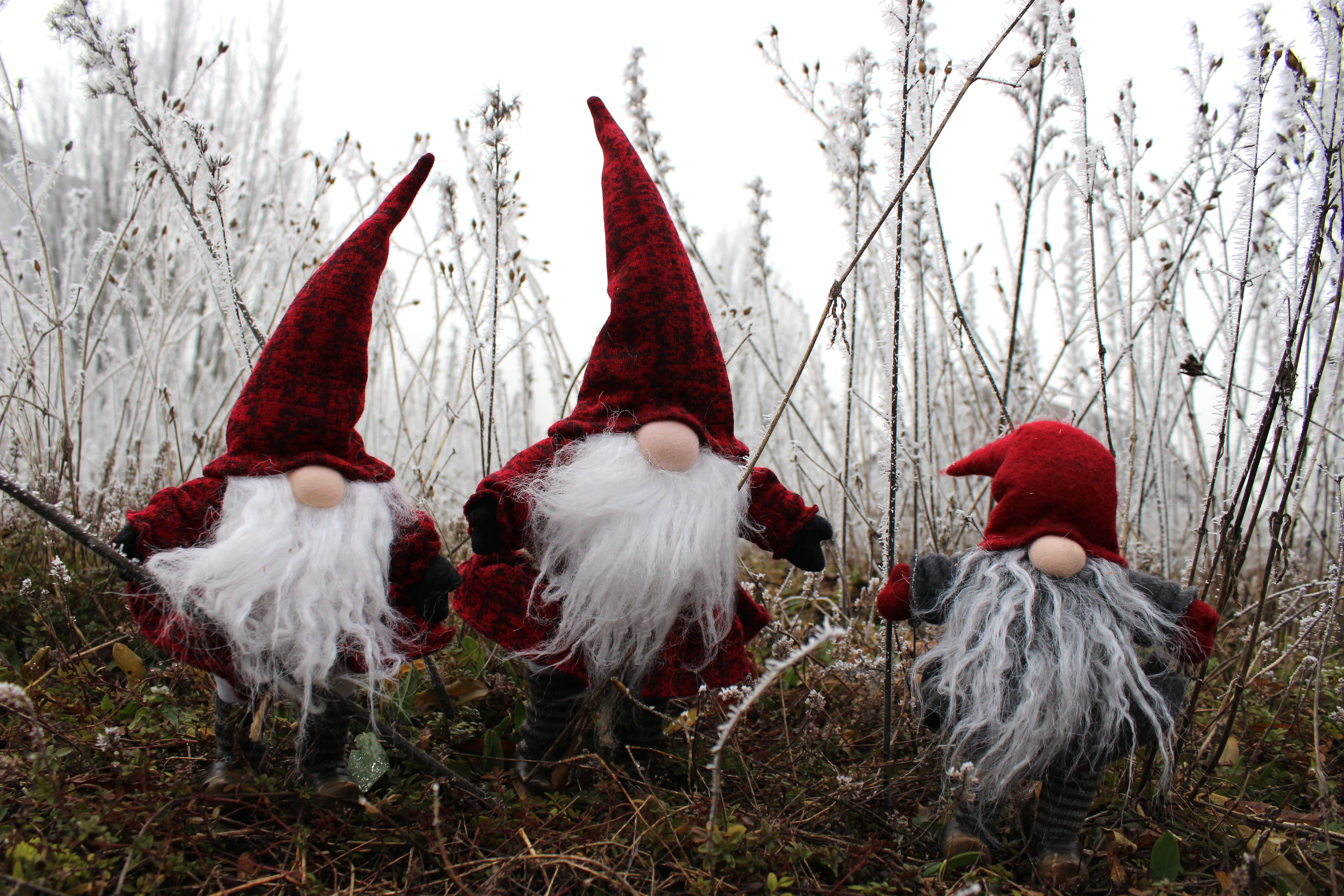 Three gnomes with red hats in a frosty field HD Wallpaper