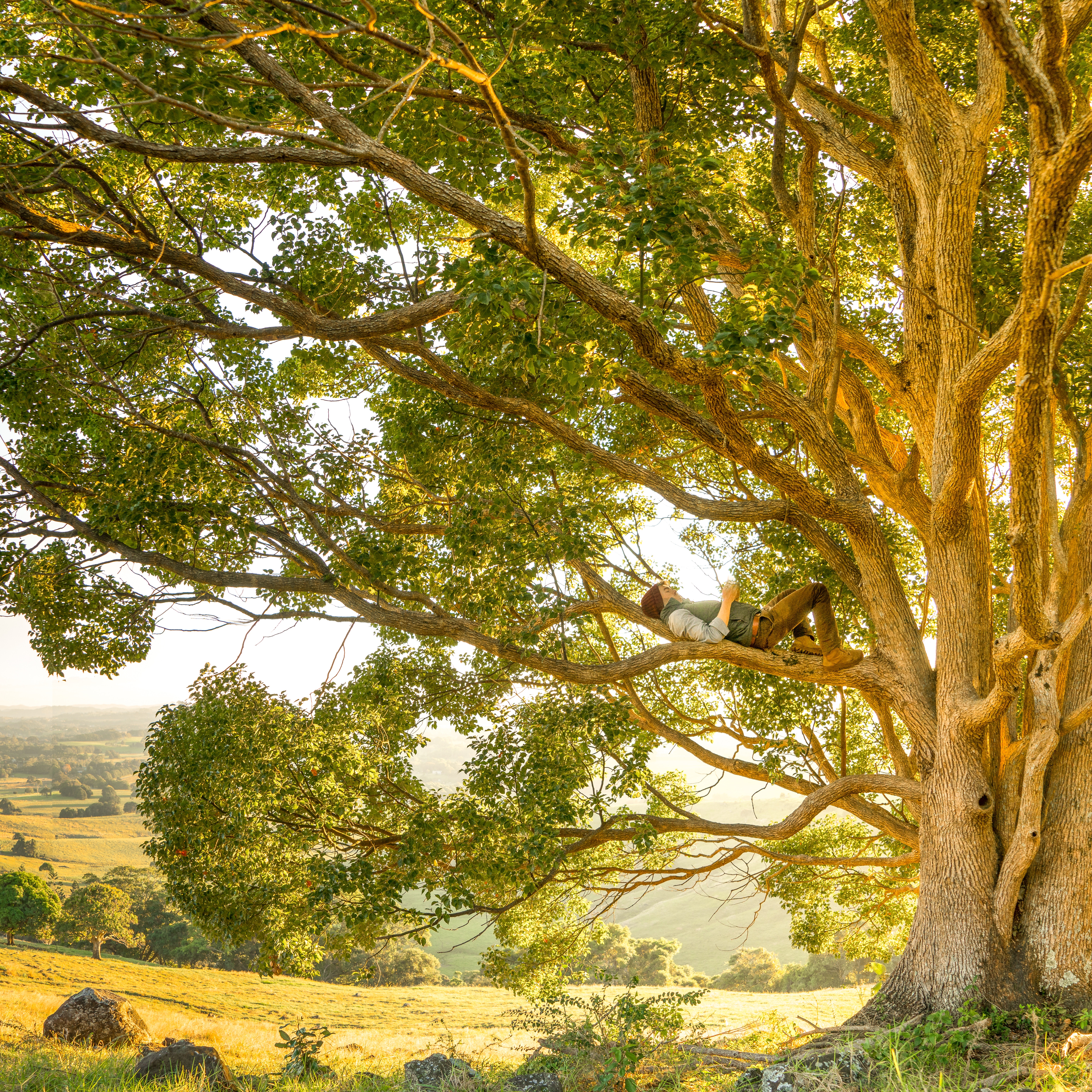 Man relaxing on a large tree branch in the countryside HD Wallpaper