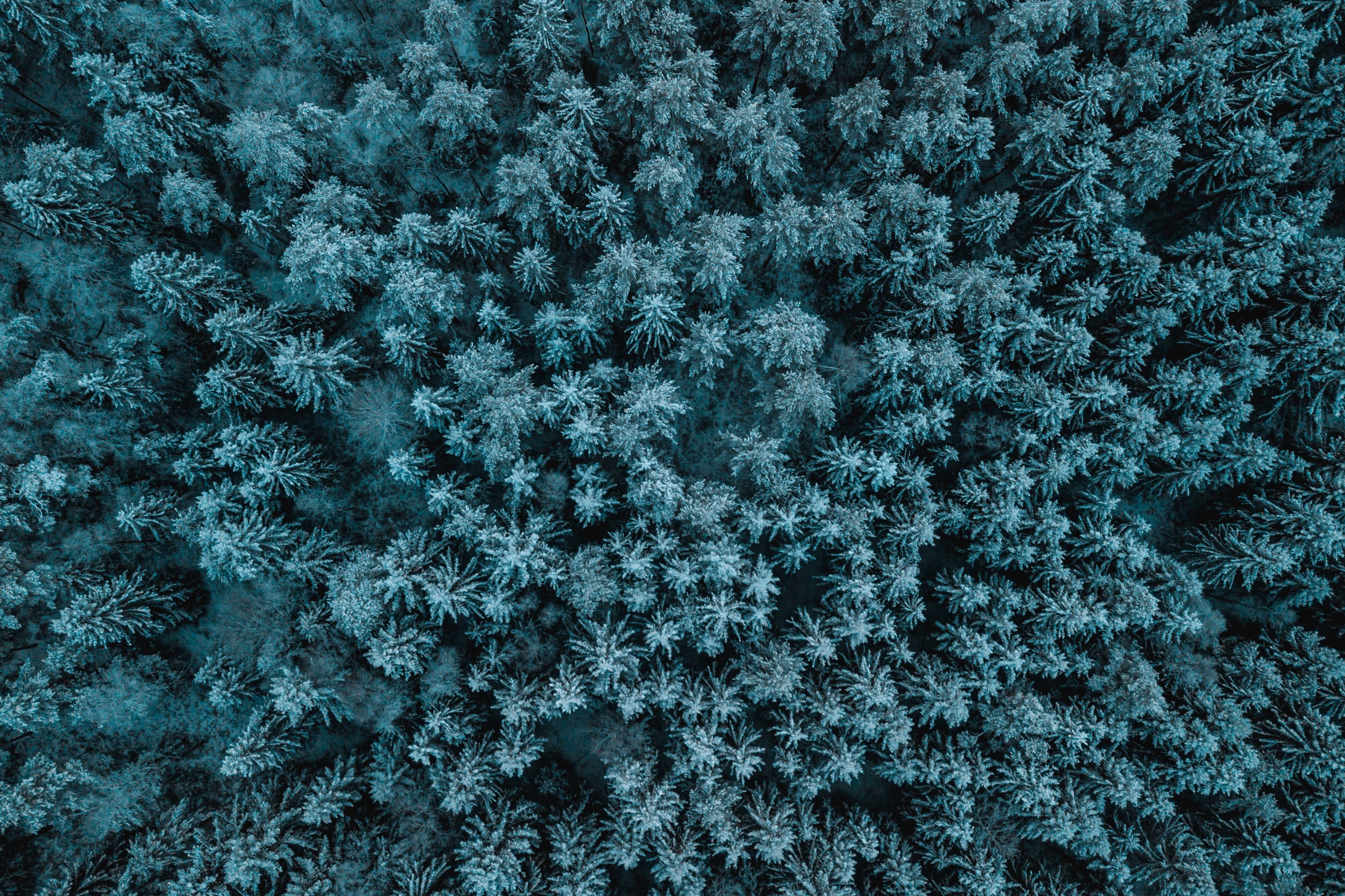 Aerial view of a snow-covered forest in winter HD Wallpaper