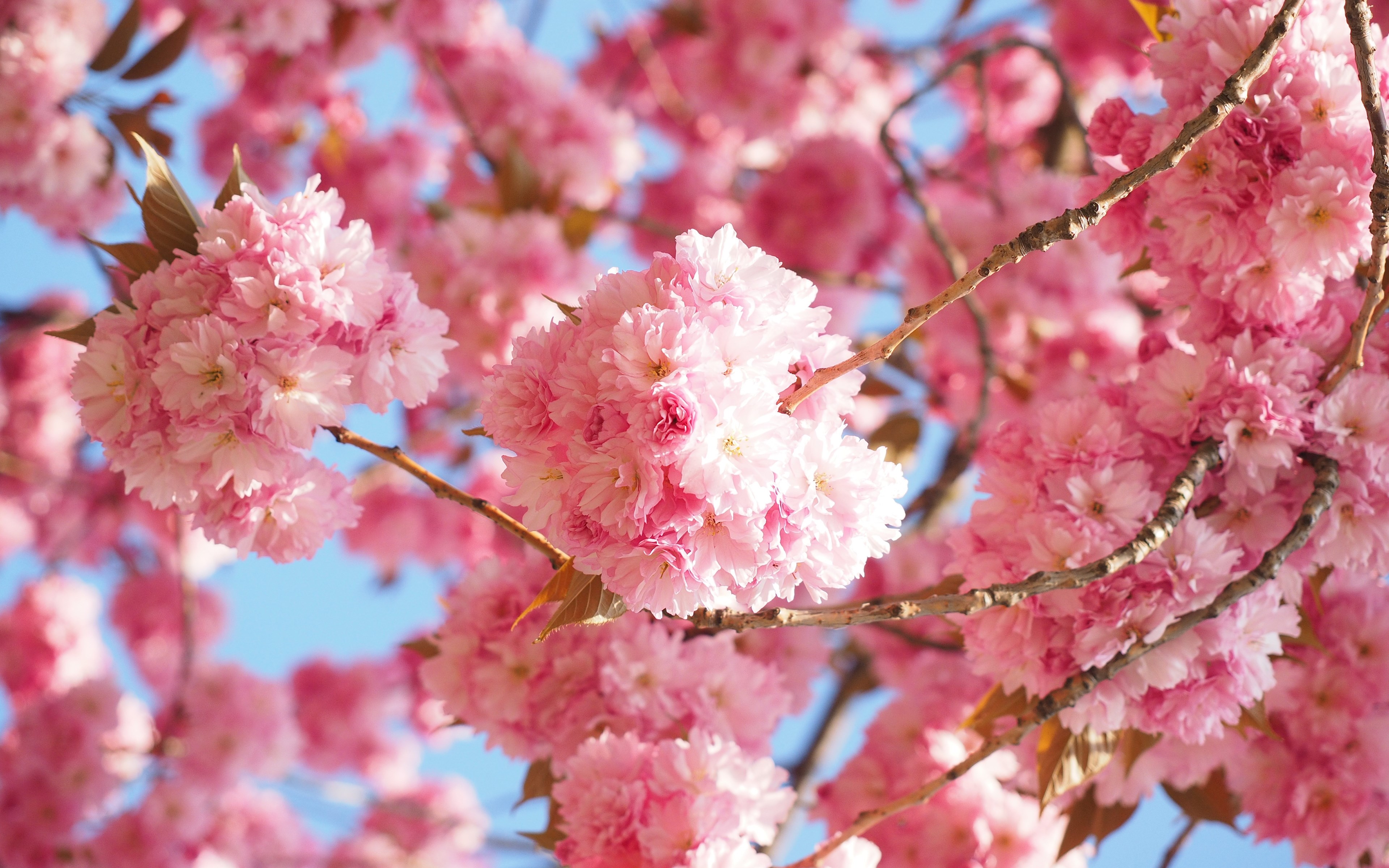 Pink Cherry Blossoms on Branches HD Wallpaper