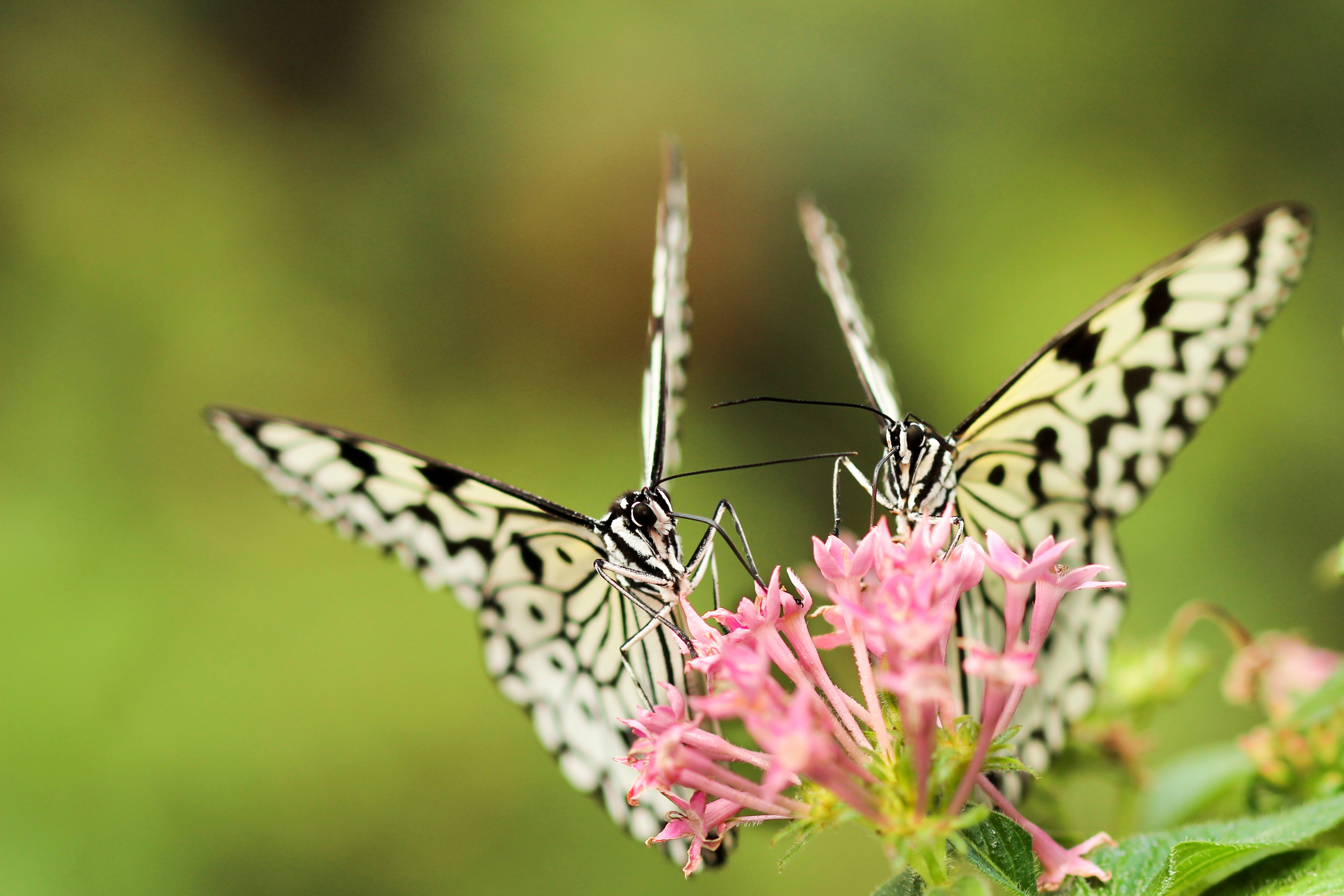 Two butterflies feeding on pink flowers in Taiwan HD Wallpaper