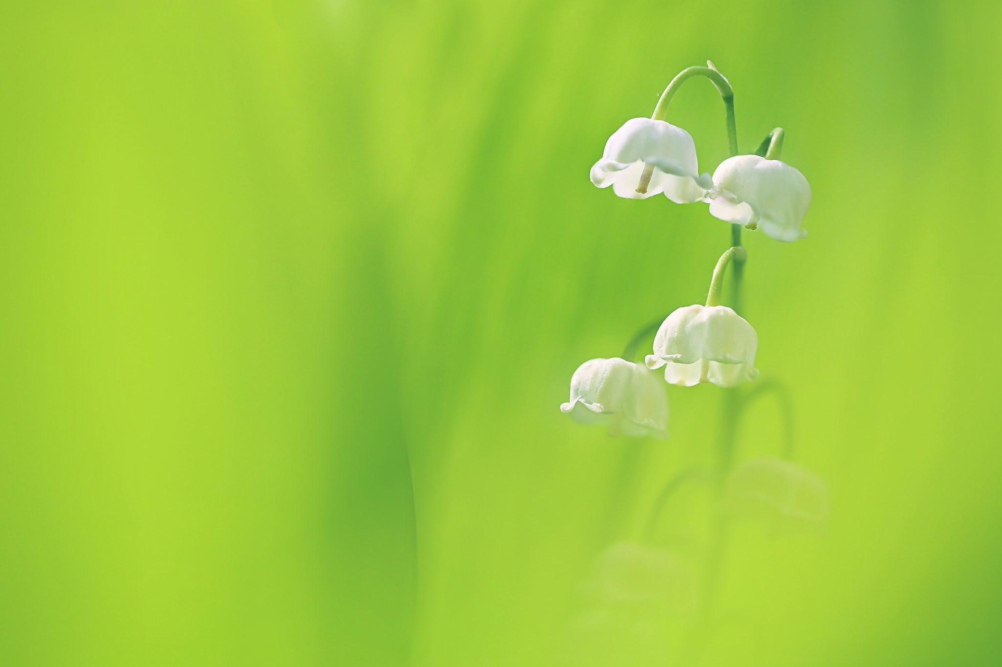 Lily of the valley flowers on a green background HD Wallpaper