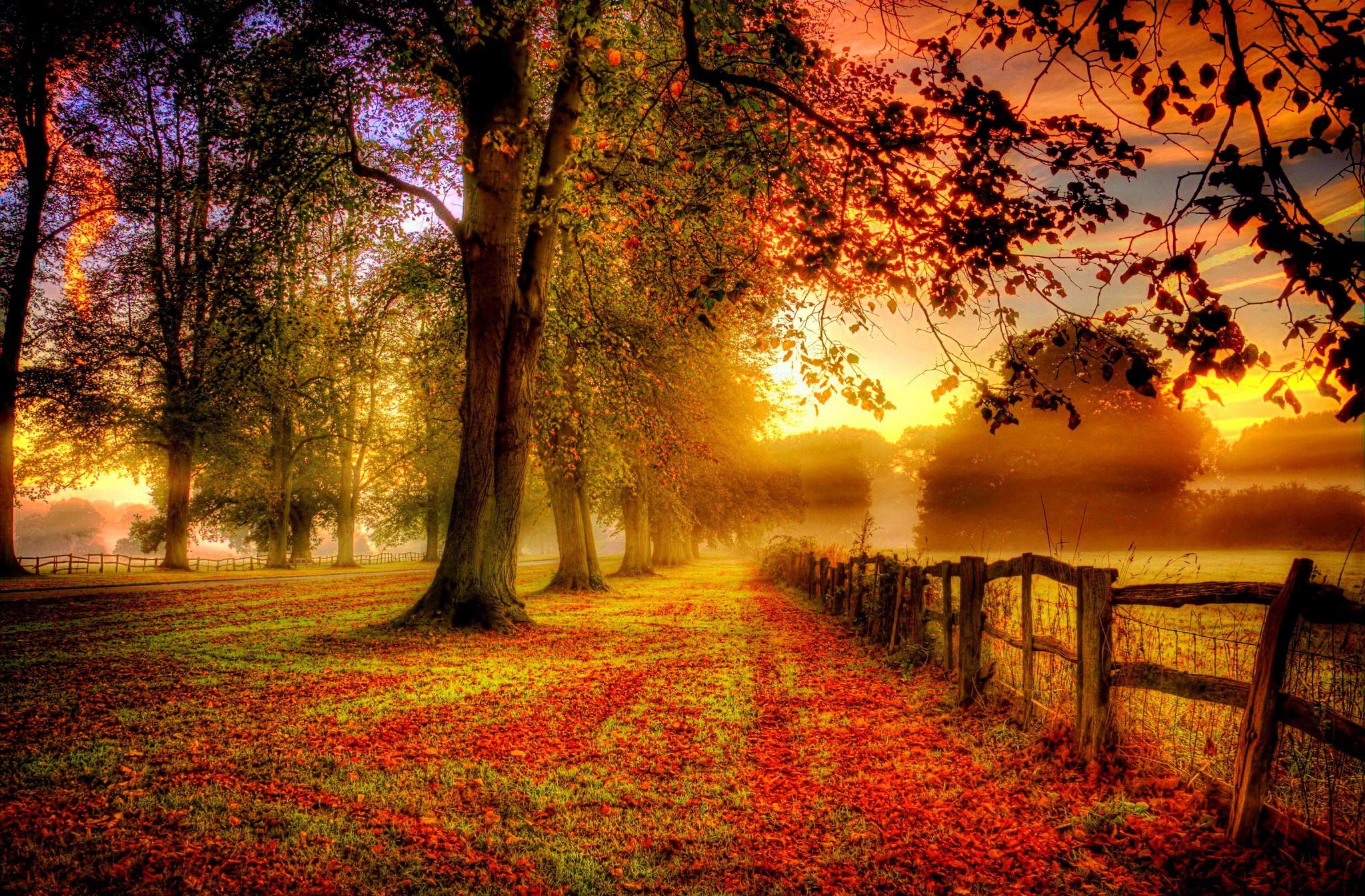 Autumn park path with trees and fallen leaves HD Wallpaper