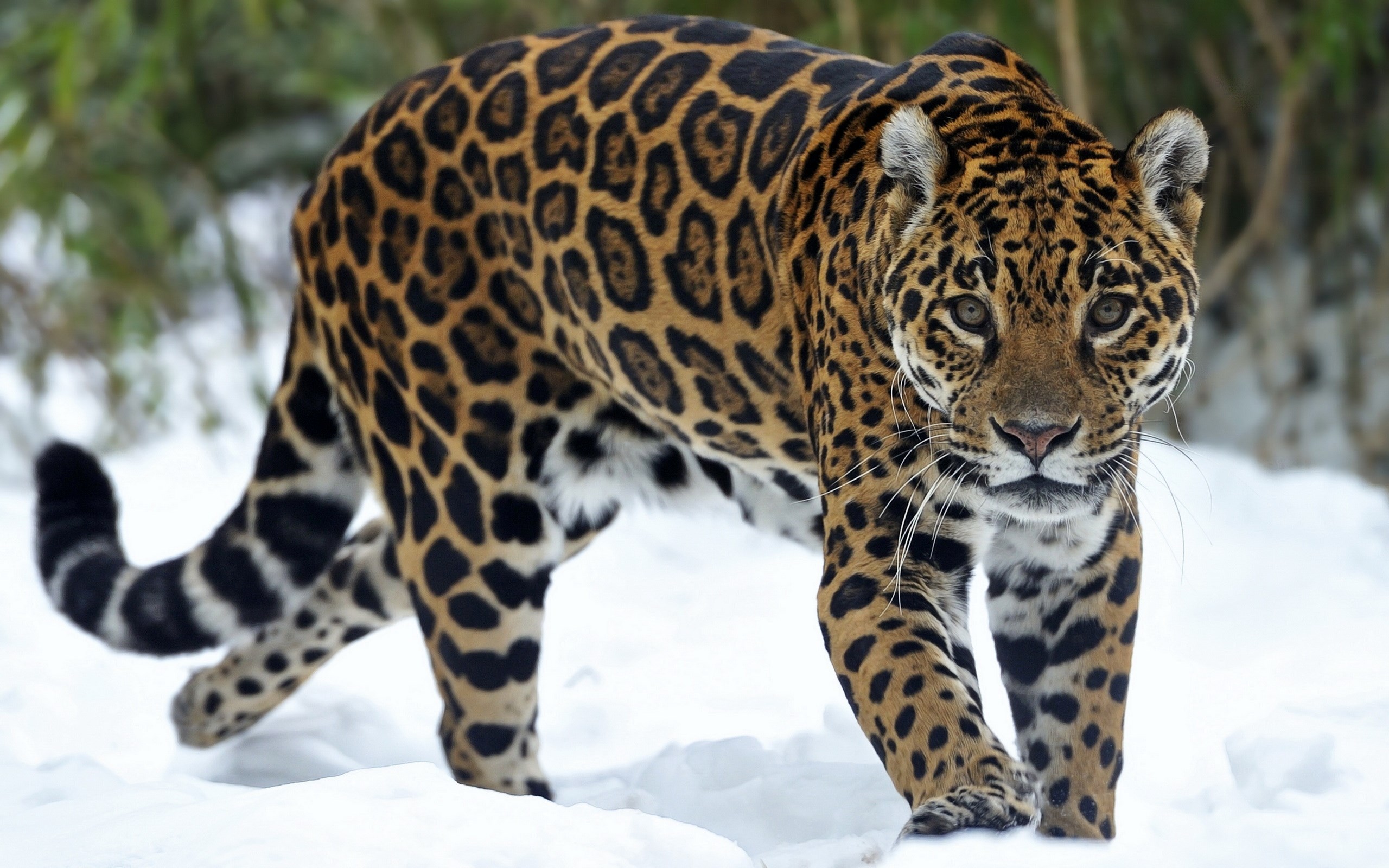 Jaguar walking in the snow HD Wallpaper
