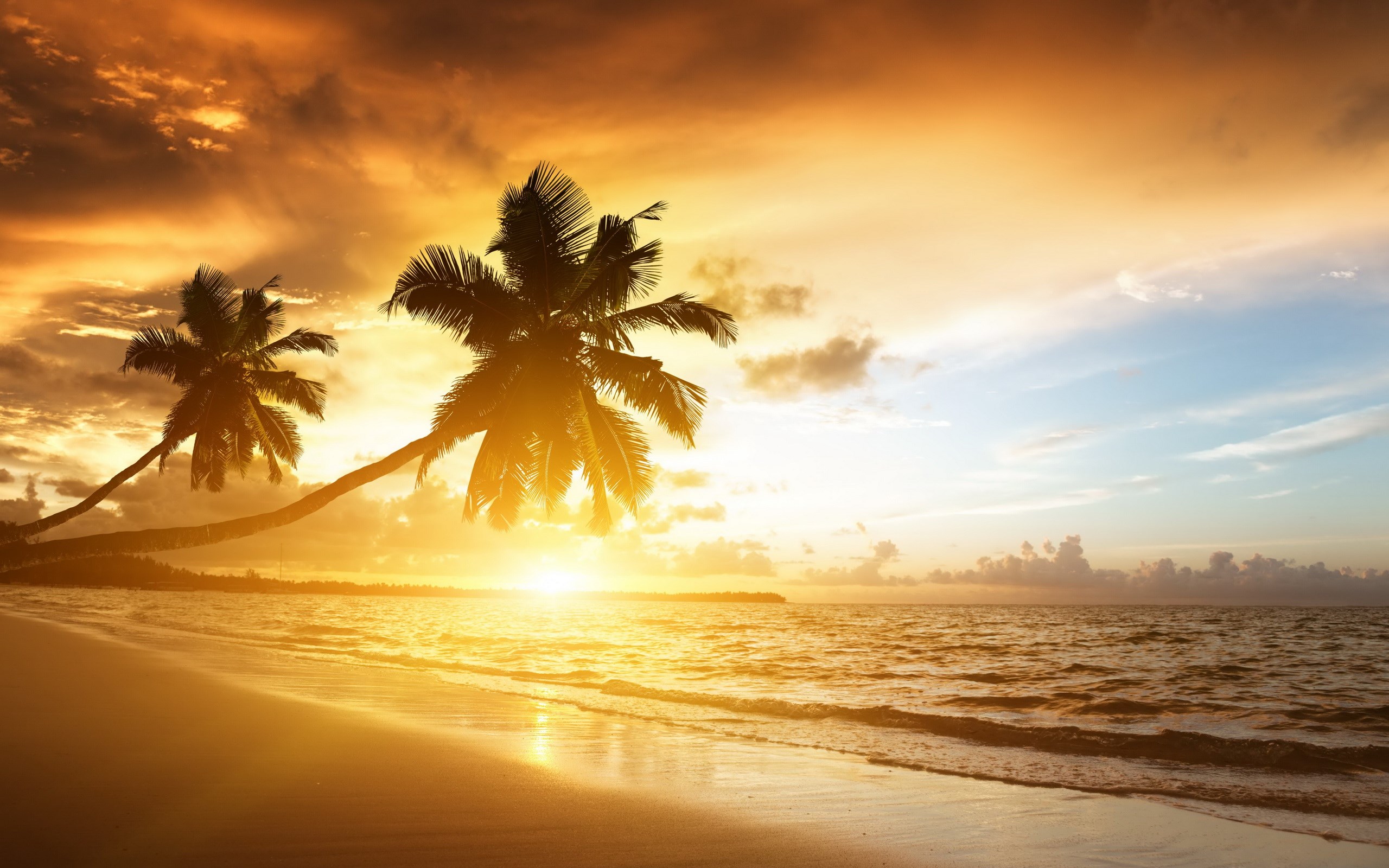 Palm trees on a beach at sunset HD Wallpaper