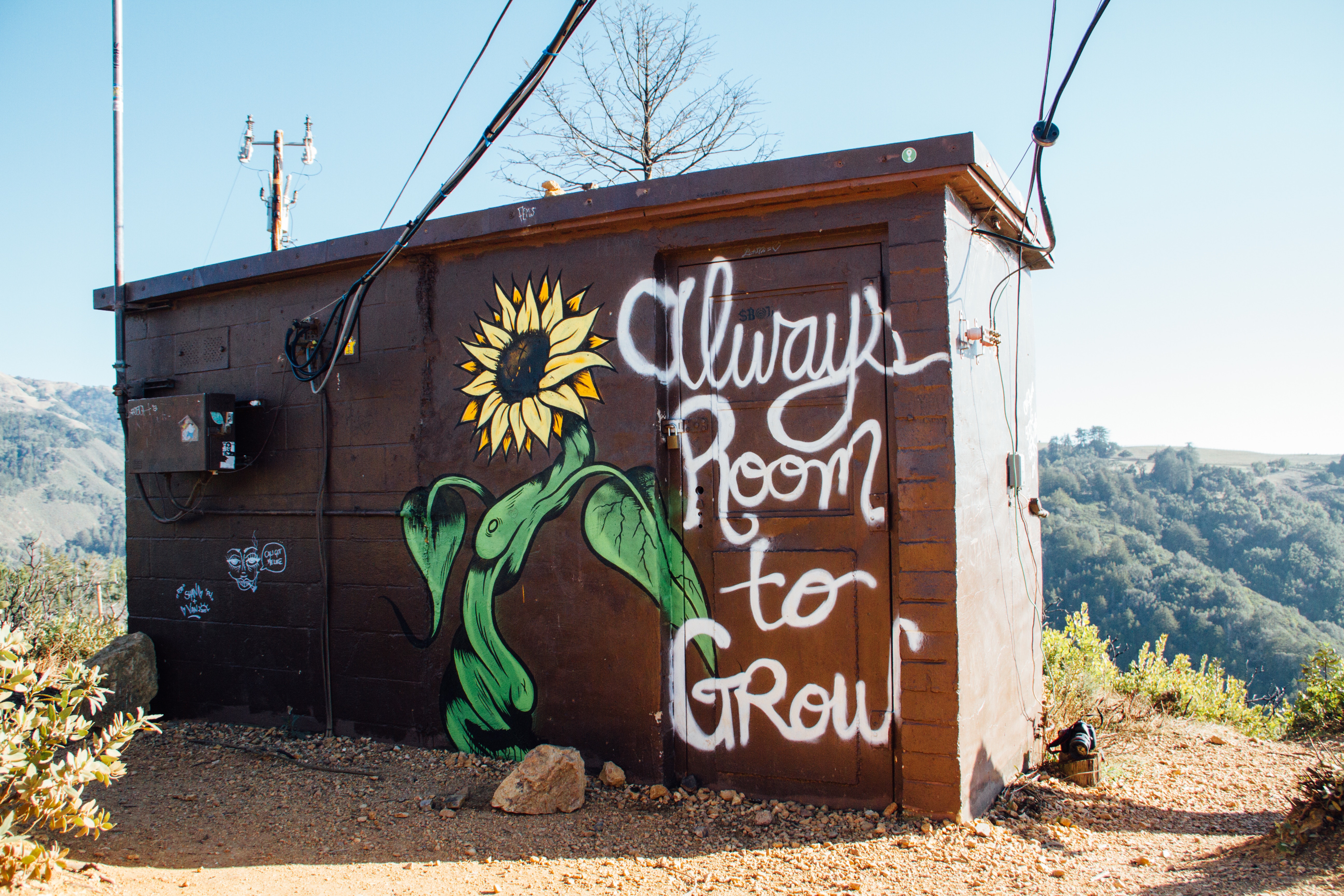 Graffiti of a sunflower and phrase on a shed HD Wallpaper
