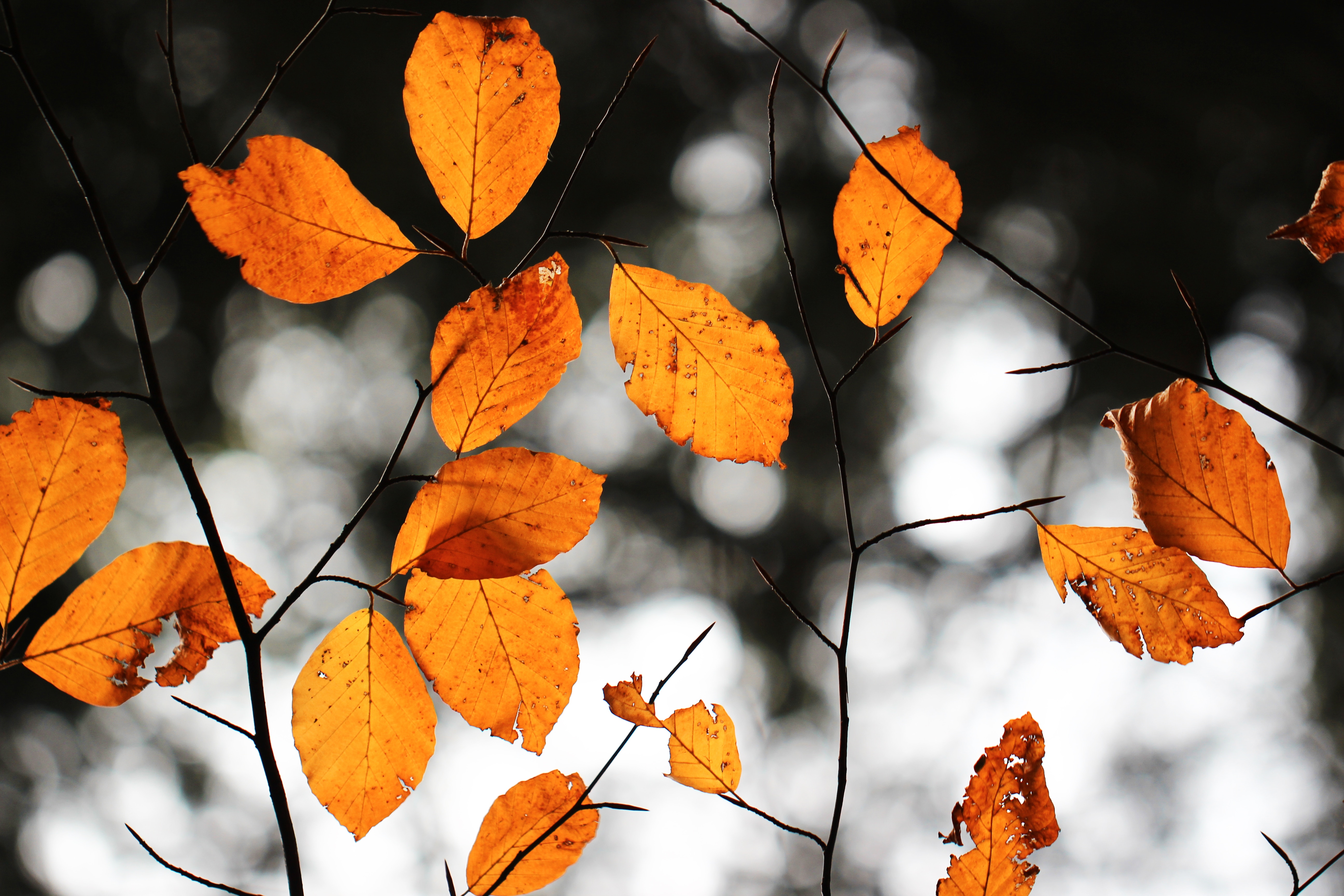 Orange autumn leaves on dark branches with bokeh HD Wallpaper