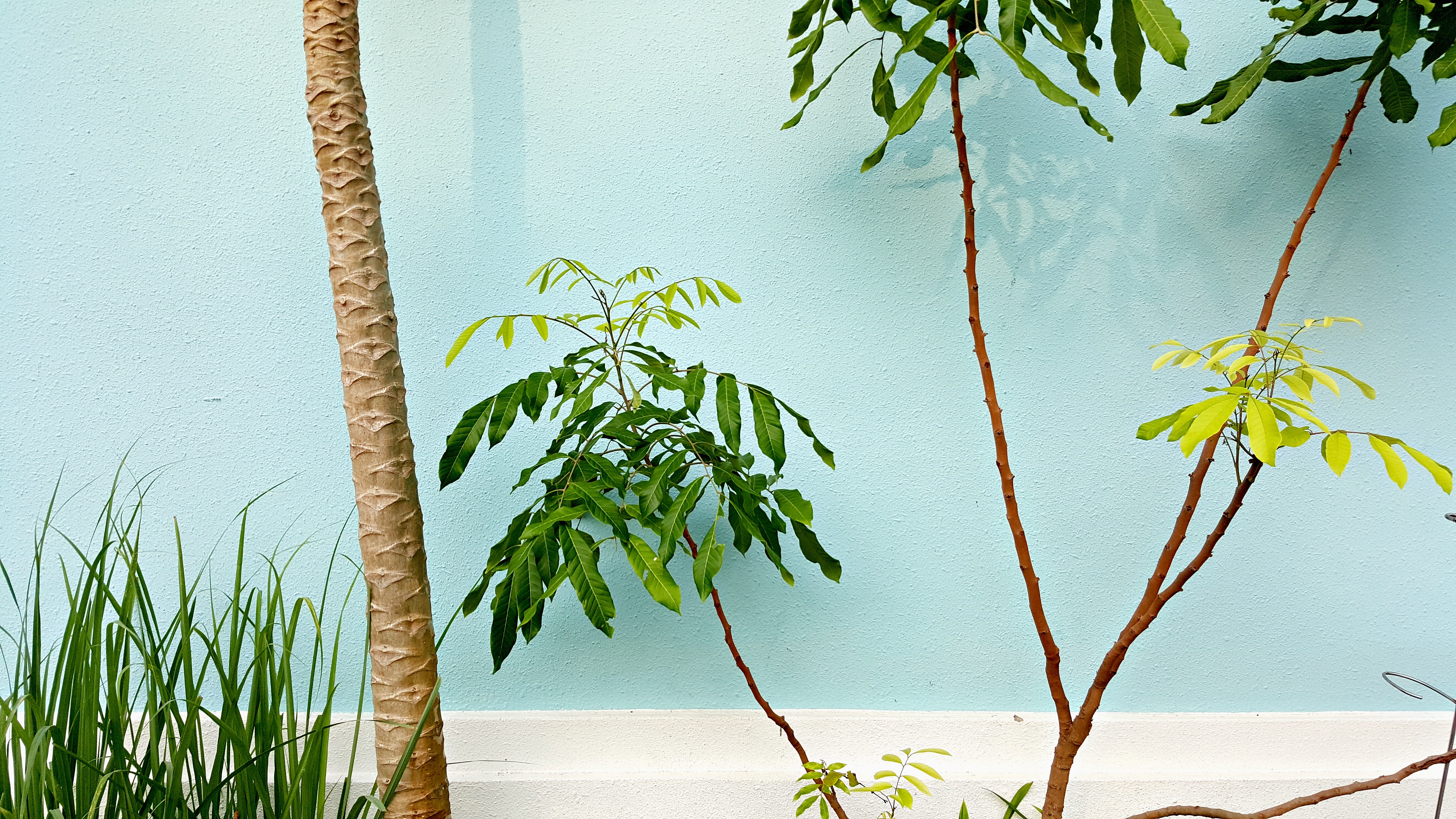 Green plants and a palm tree against a blue wall HD Wallpaper