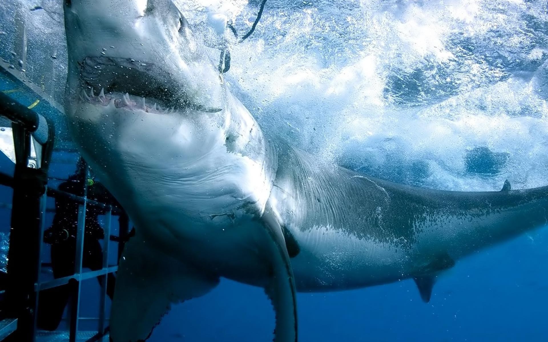 Great White Shark in Cage Diving HD Wallpaper