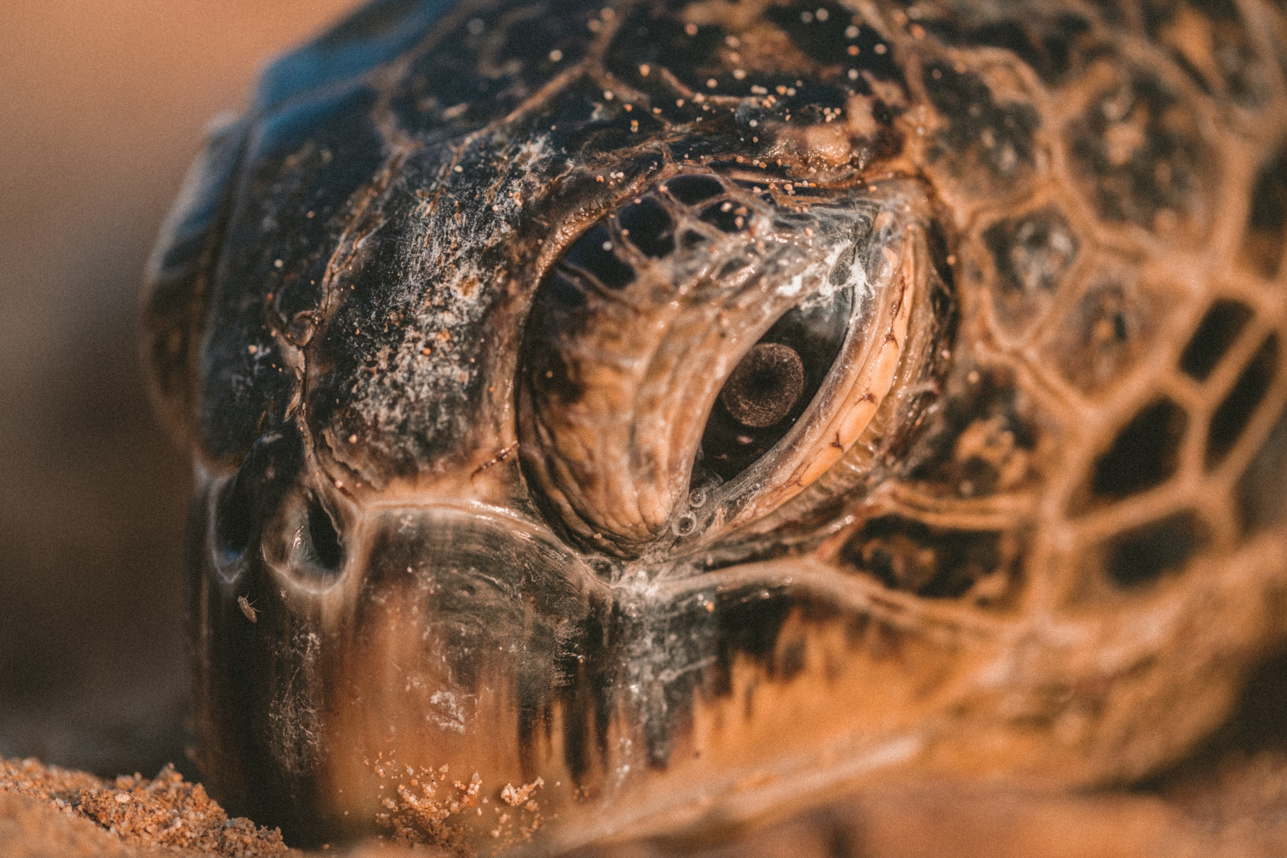 Close up of a sea turtle's face on Kauai HD Wallpaper
