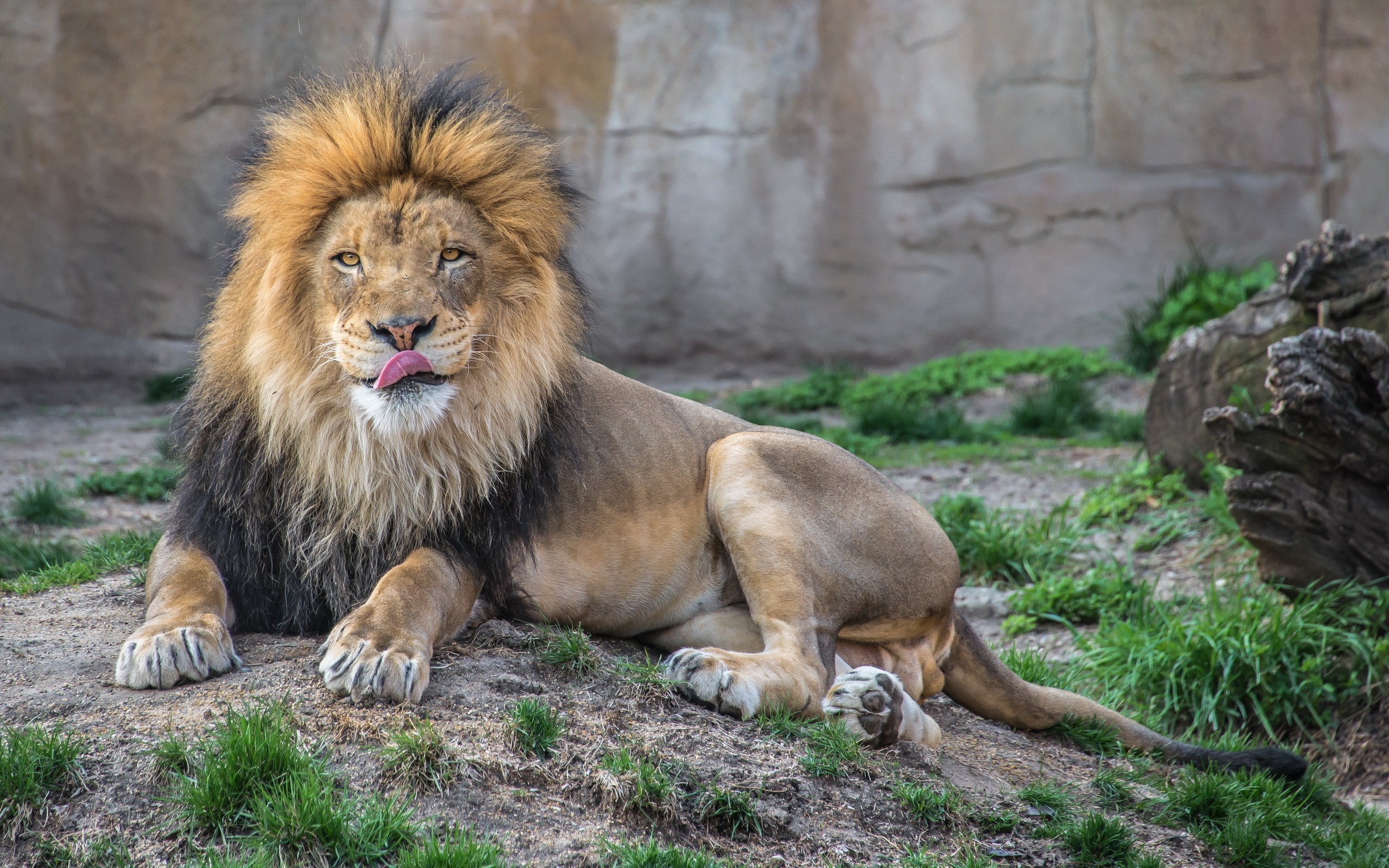 Lion with mane licking its nose HD Wallpaper