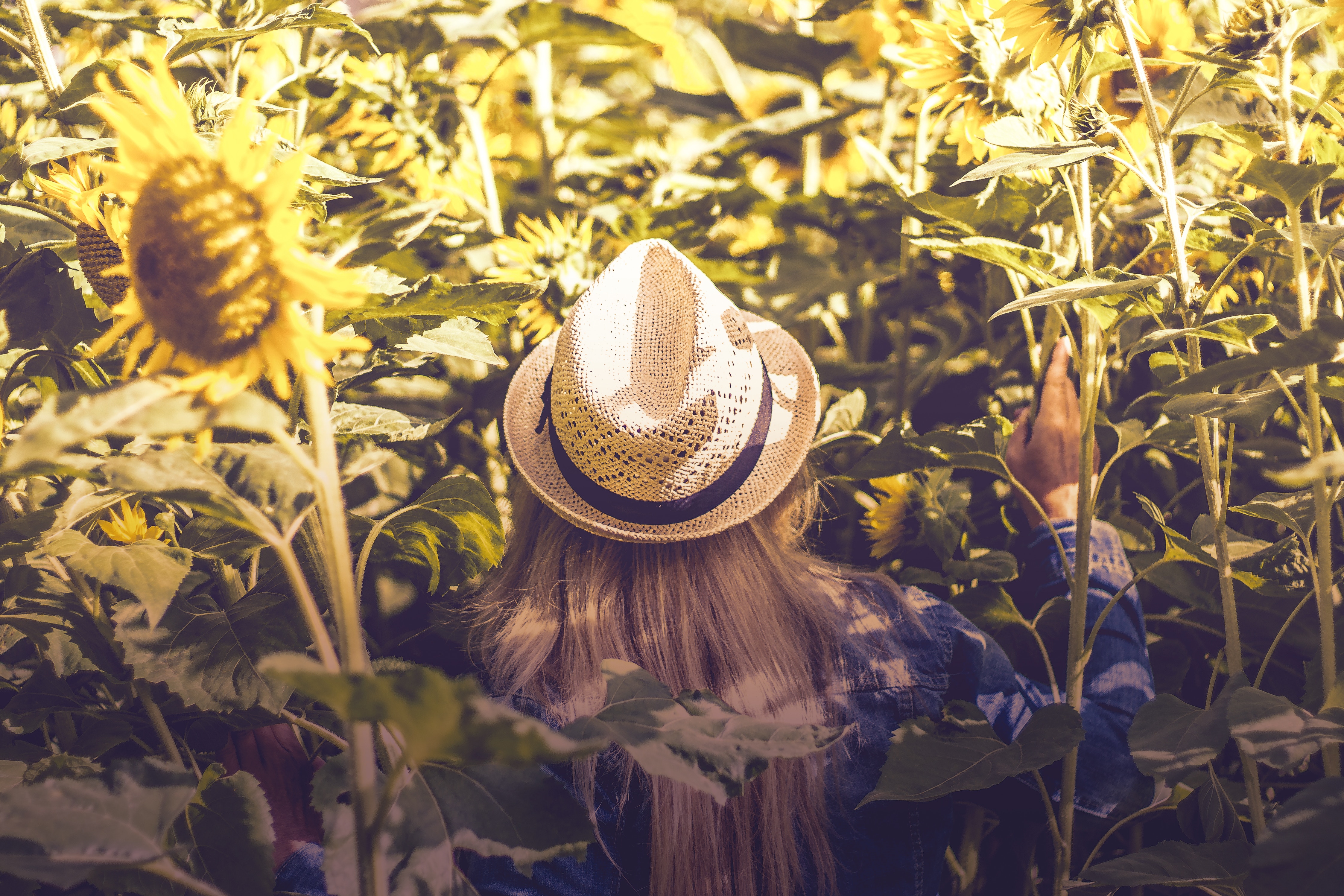 Woman in a sun hat in a sunflower field HD Wallpaper