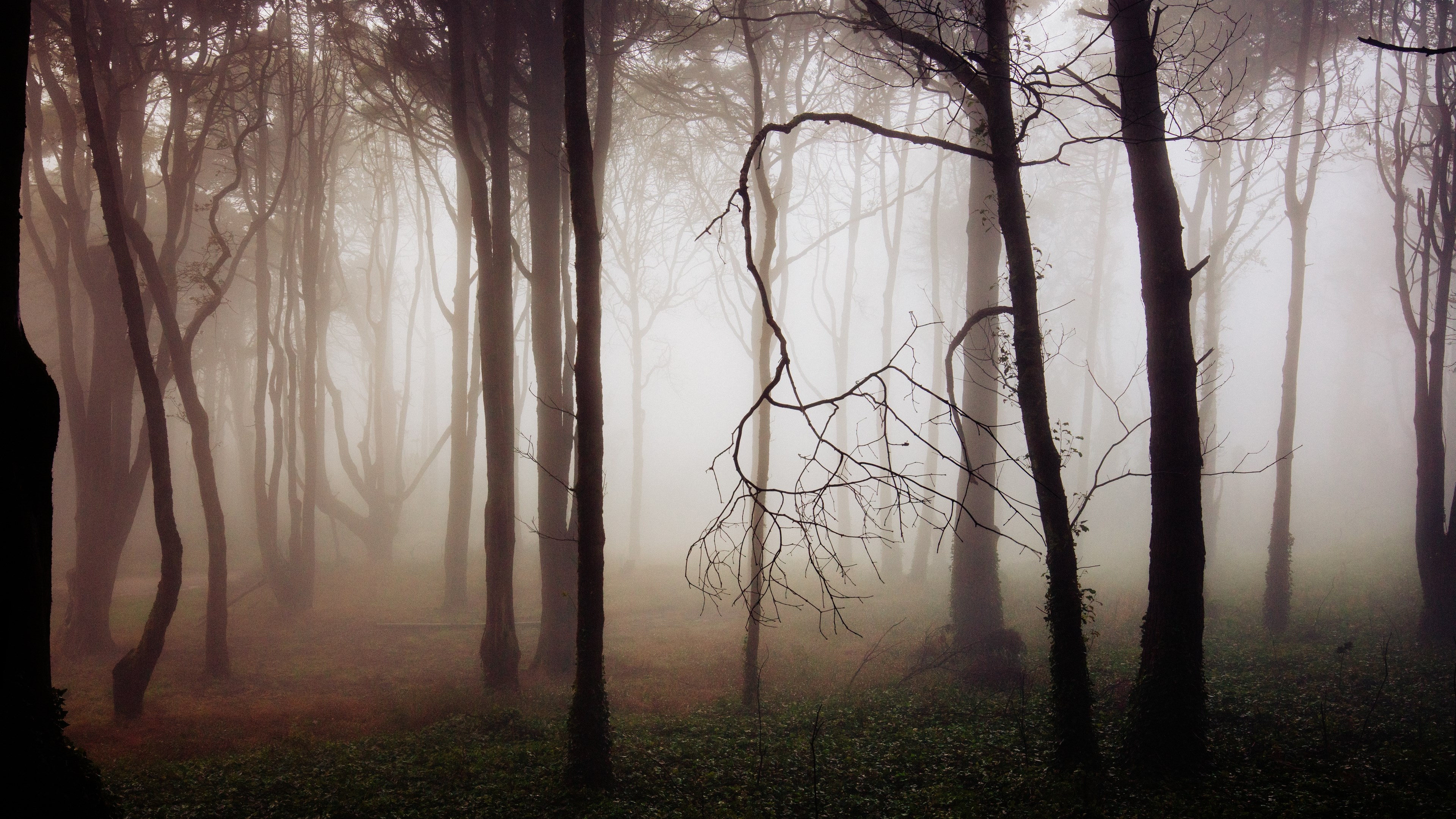 Misty forest with tall trees HD Wallpaper