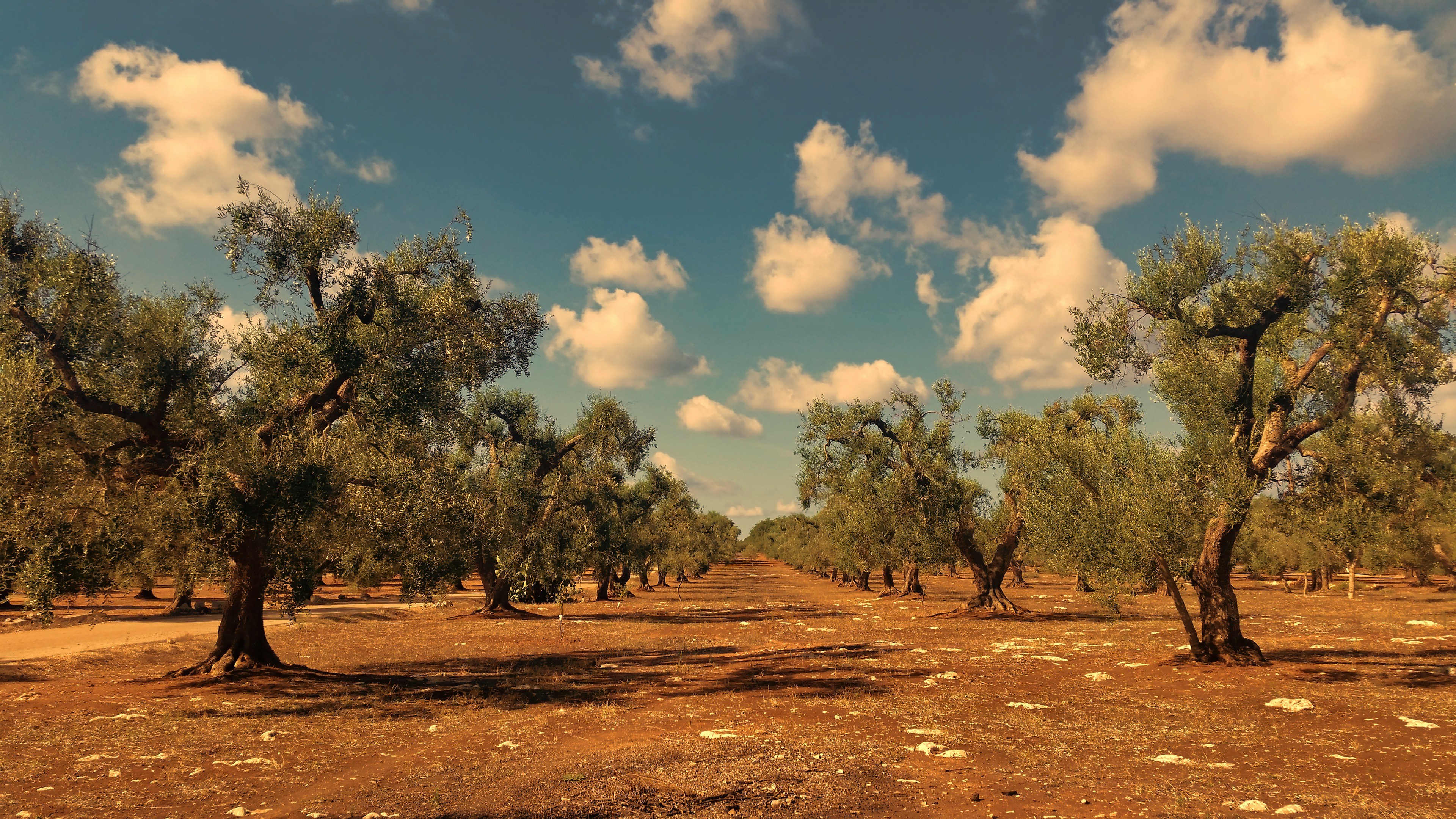 Olive trees in a field under a cloudy sky HD Wallpaper