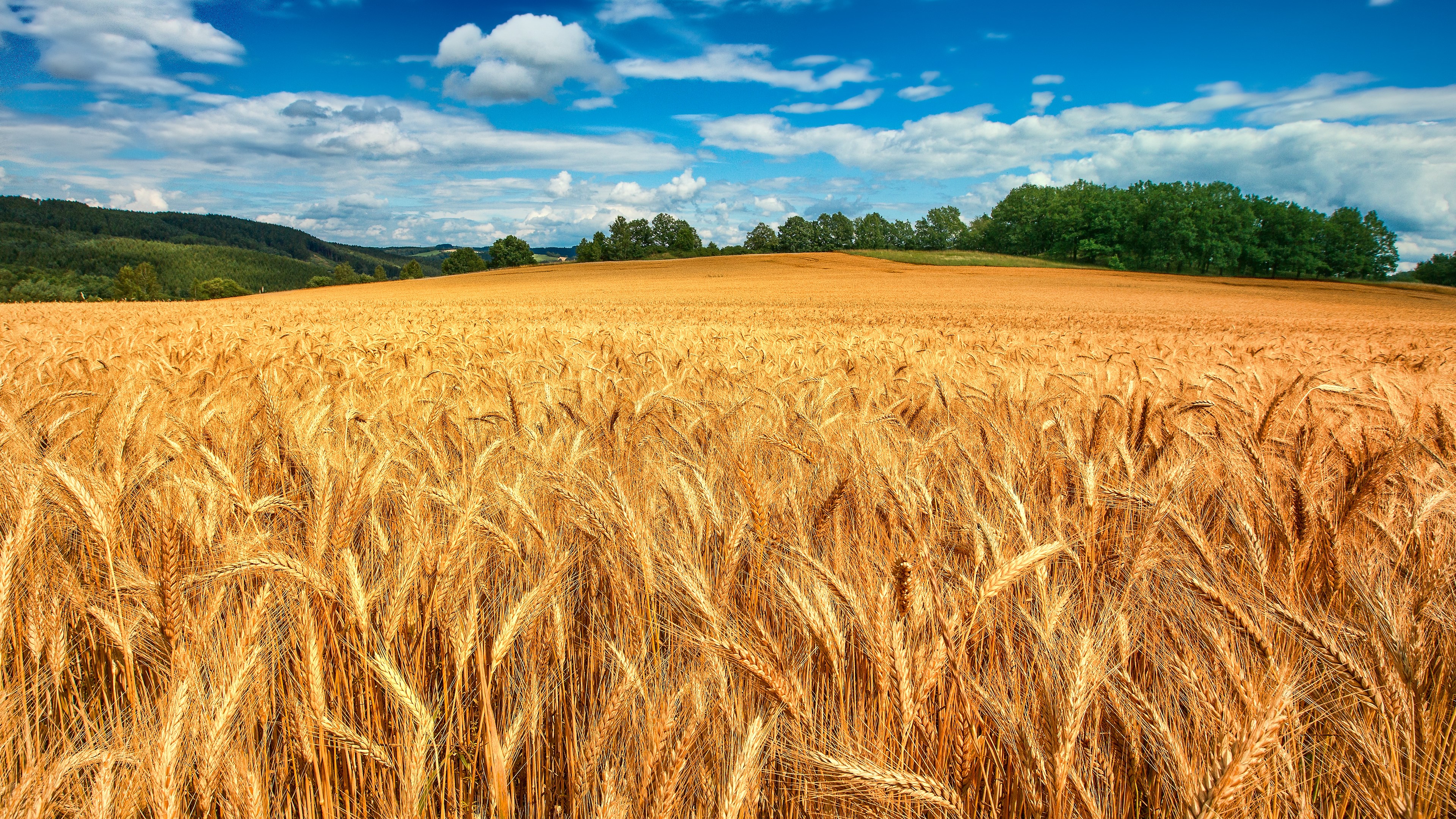 4K Wheat Field Under Blue Sky HD Wallpaper