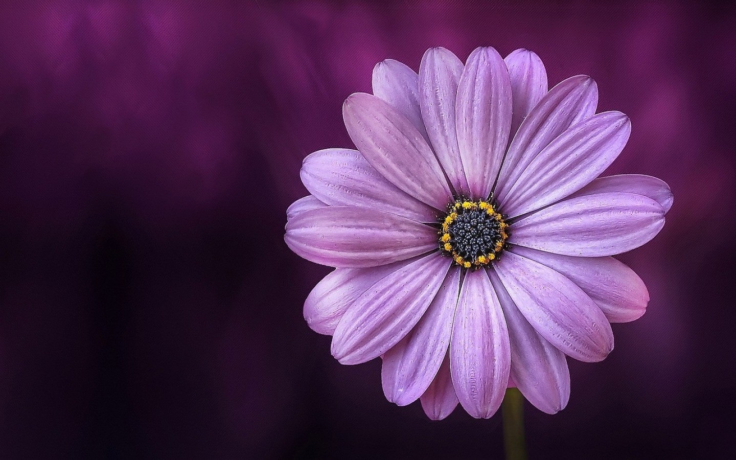 Close-up of a Purple Daisy with Dark Background HD Wallpaper
