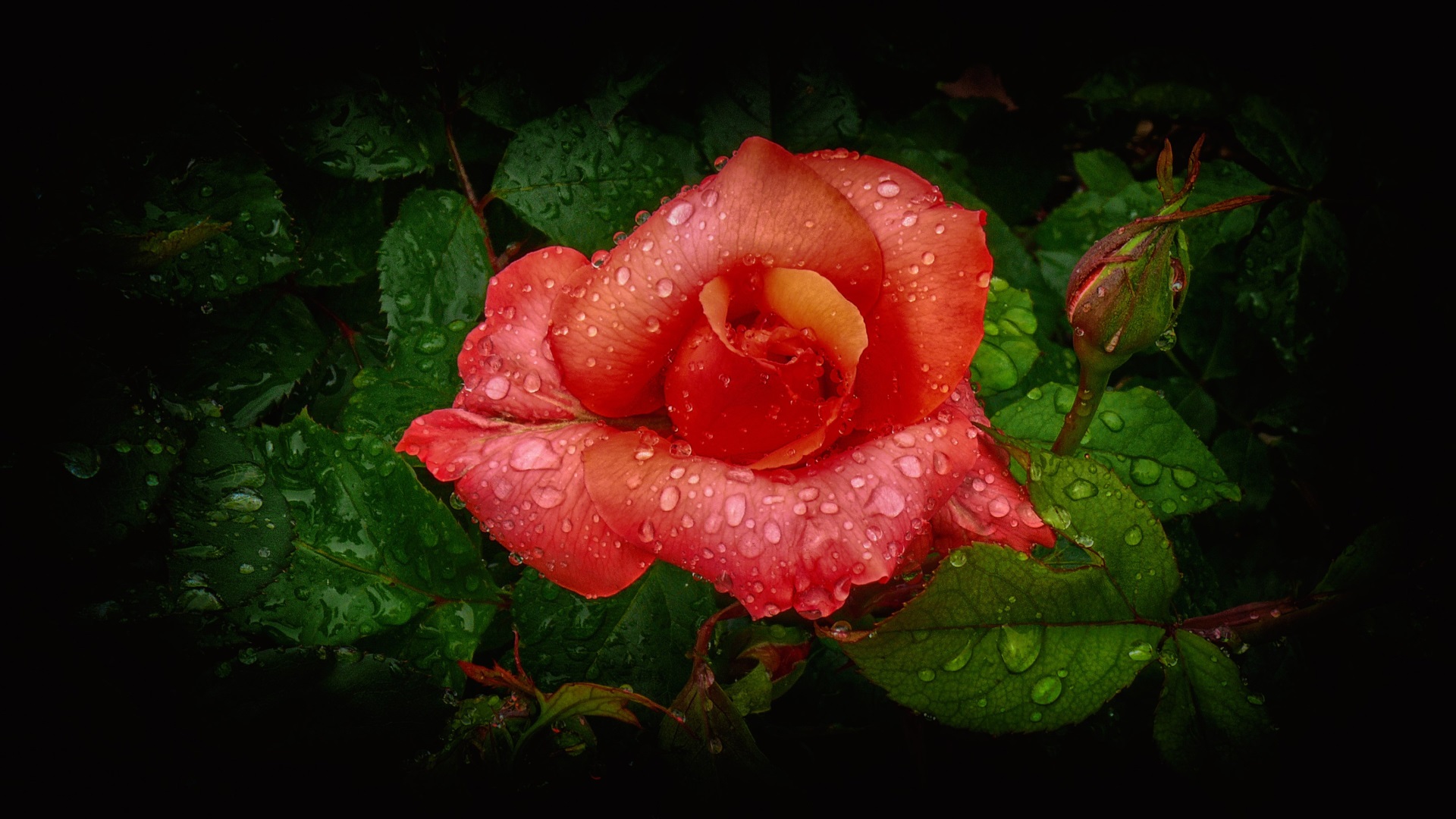 Close-up of Vibrant Orange Rose with Water Drops HD Wallpaper