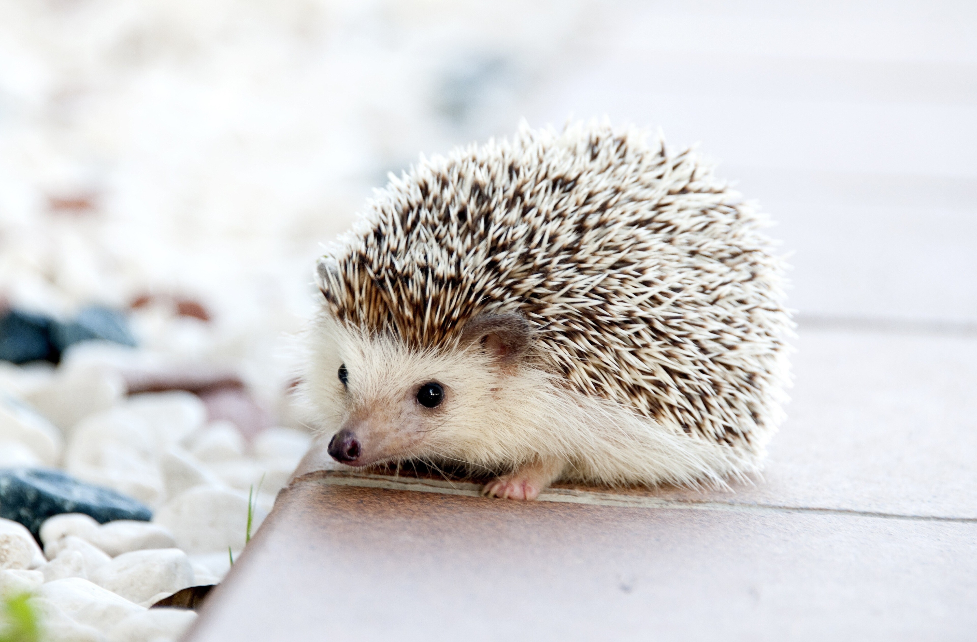 Cute Hedgehog Close-Up in Natural Setting 4K HD Wallpaper